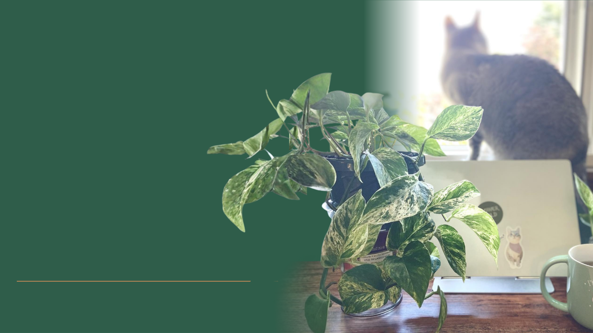 A potted variegated pothos plant on a wooden table, with a laptop featuring dog stickers, a mug, and a cat sitting on a window sill in the background.