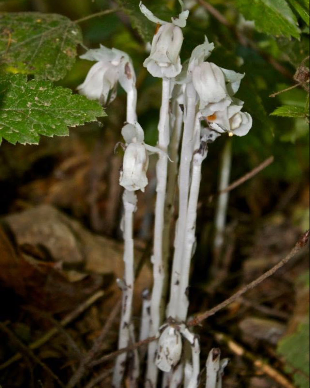 Cluster of white plant galls or fungi growing on stems or roots among green leaves and forest floor.