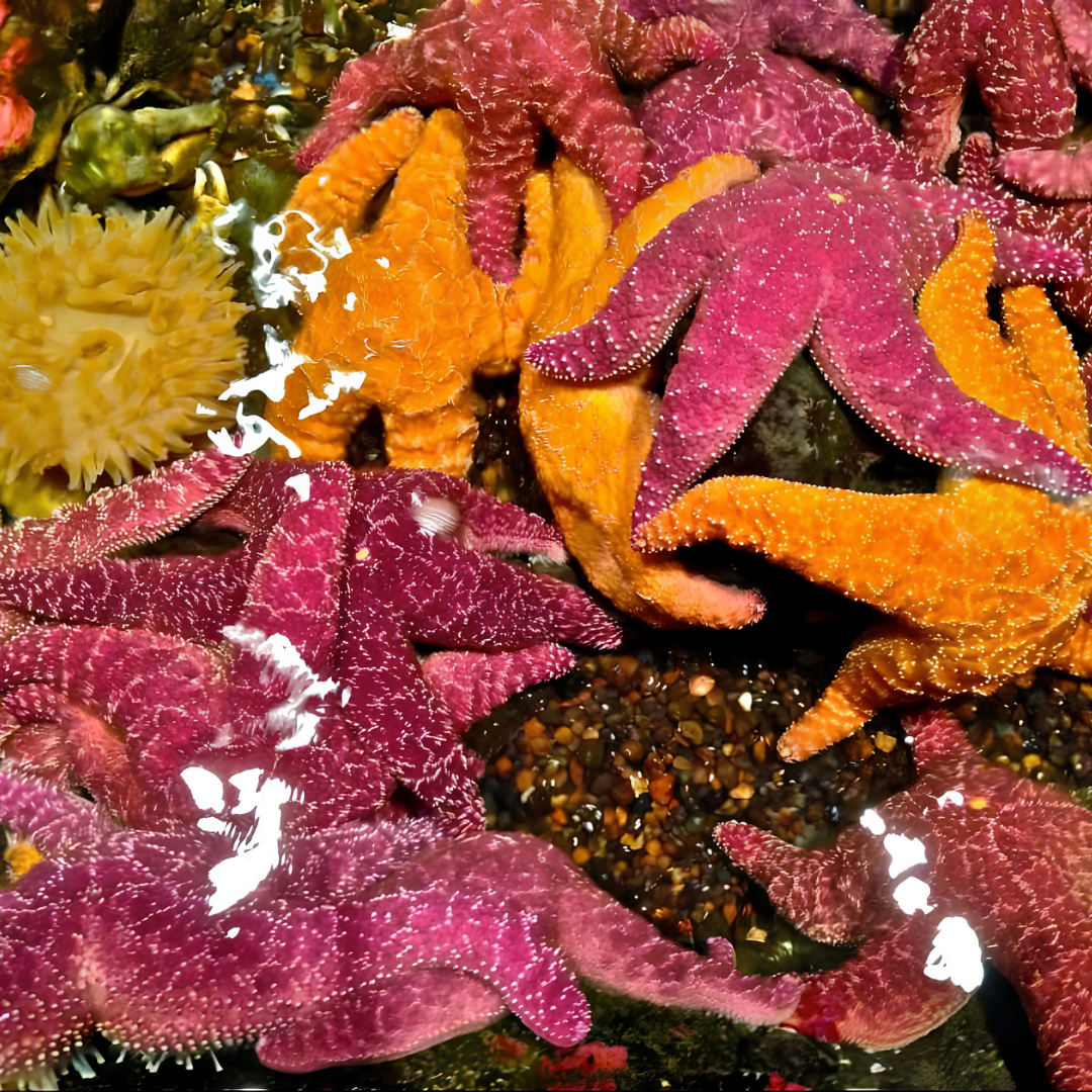 Colorful sea stars on a rocky underwater surface.