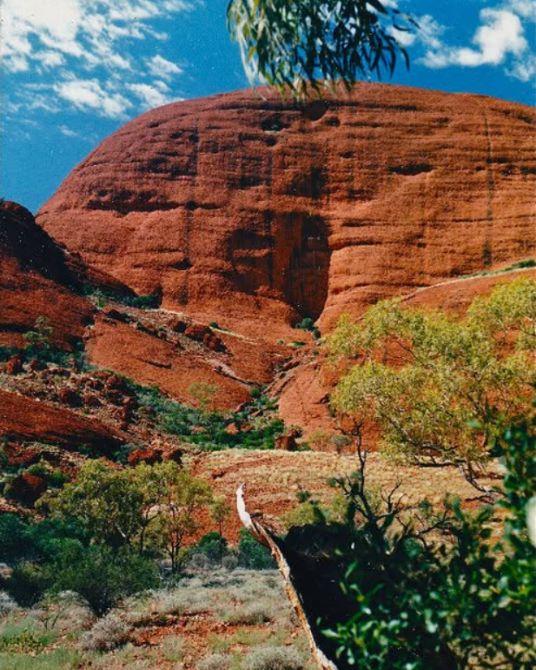 A layered red rock formation in a desert landscape with trees and a bright blue sky with white clouds.