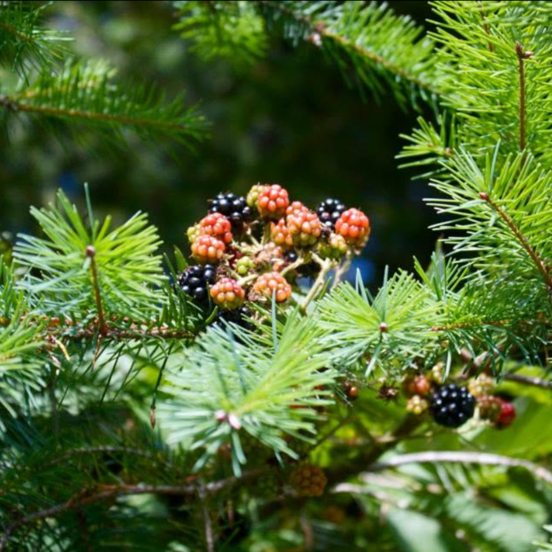 Cluster of blackberries and raspberries on a green pine tree branch.