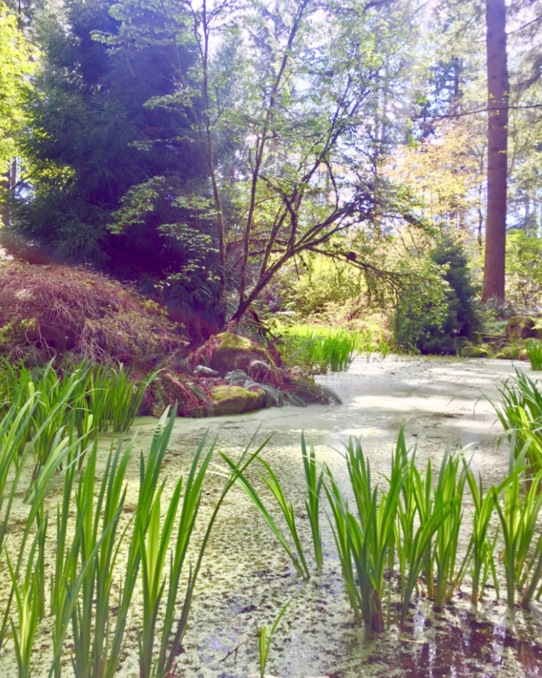 A peaceful swamp with green marsh grass and algae-covered water, surrounded by lush trees and dense foliage with sunlight filtering through.