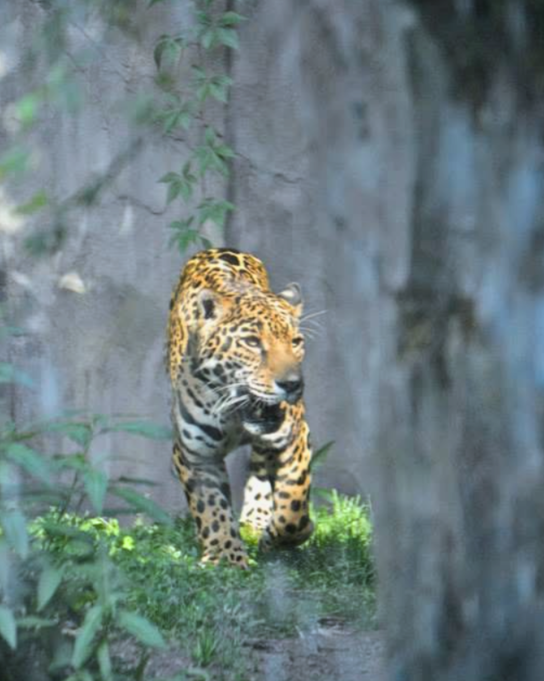A jaguar walking through green grass in a natural habitat