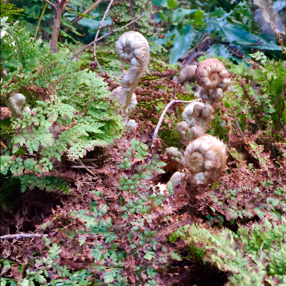 Ferns and other foliage with curled, brown fiddlehead fern tips among green and brown leaves.