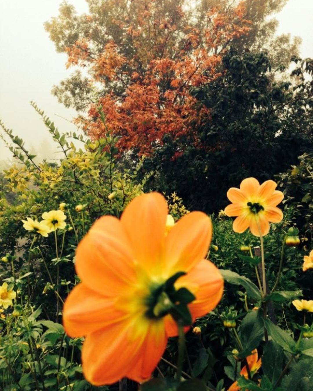 Close-up of orange and yellow flowers in a garden with a background of trees, one of which has red and green leaves.