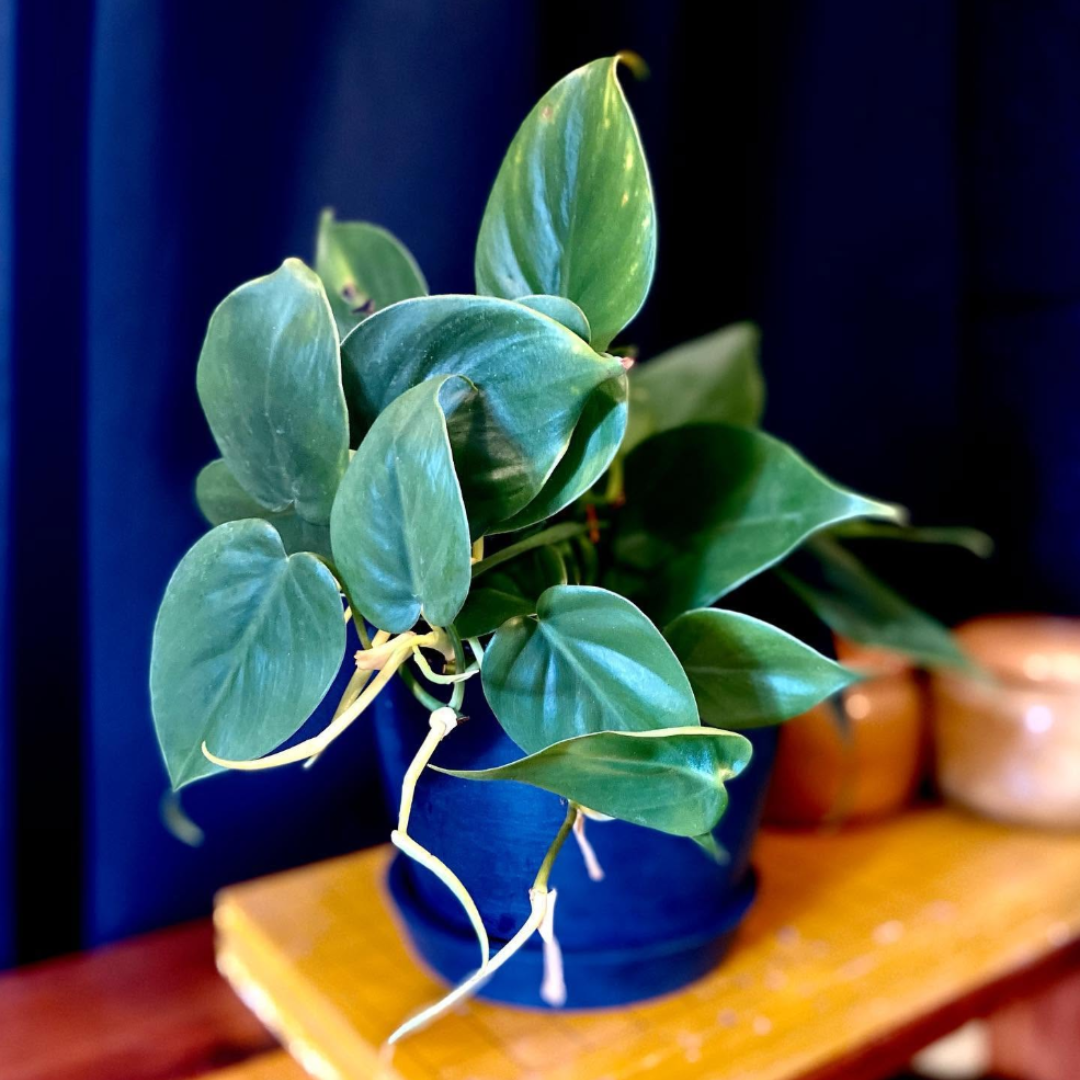 A potted green leafy plant in a blue pot on a wooden surface, with a dark background.