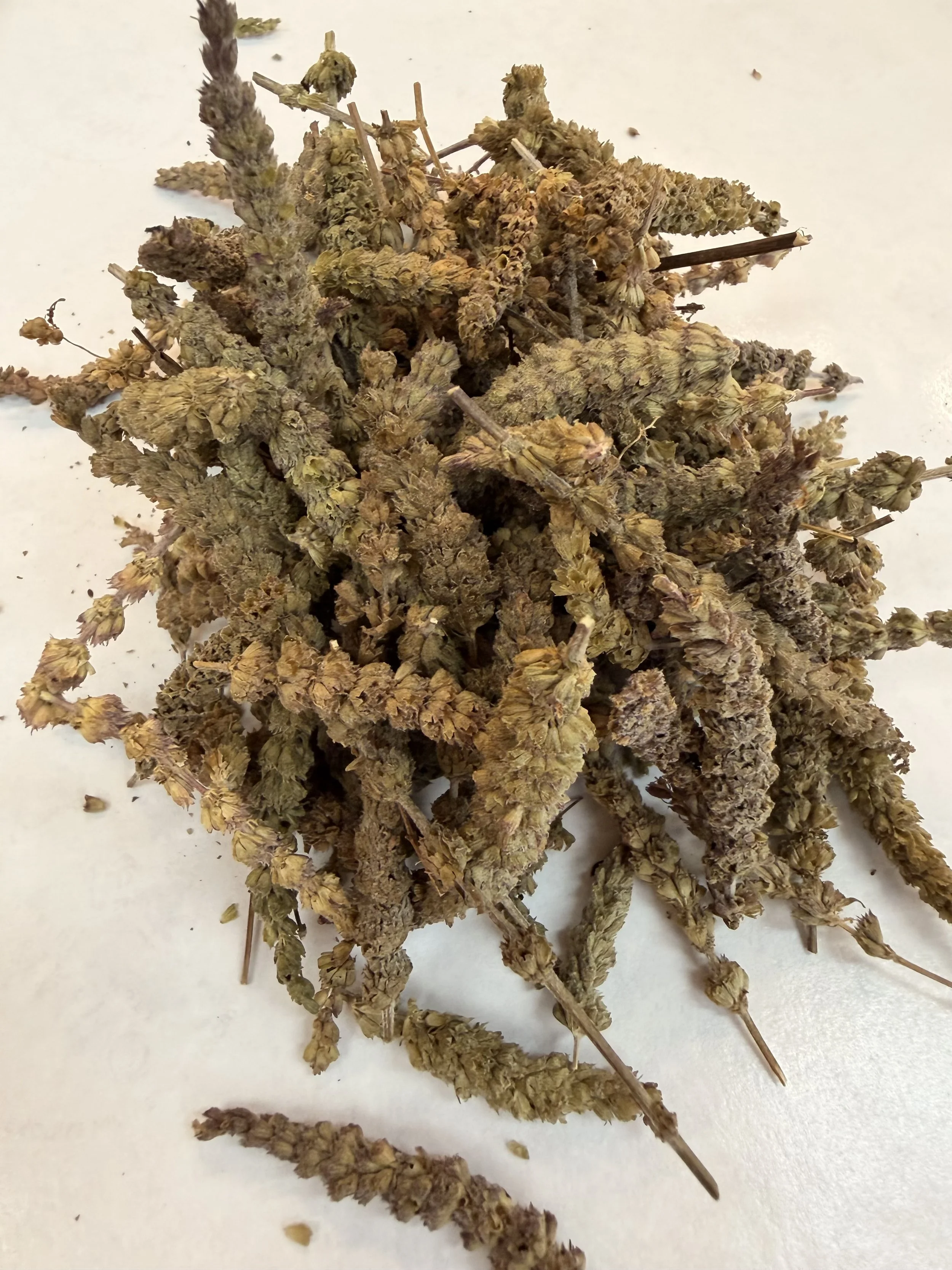 Jing Jie herb used in Chinese medicine for eczema and itchy skin
