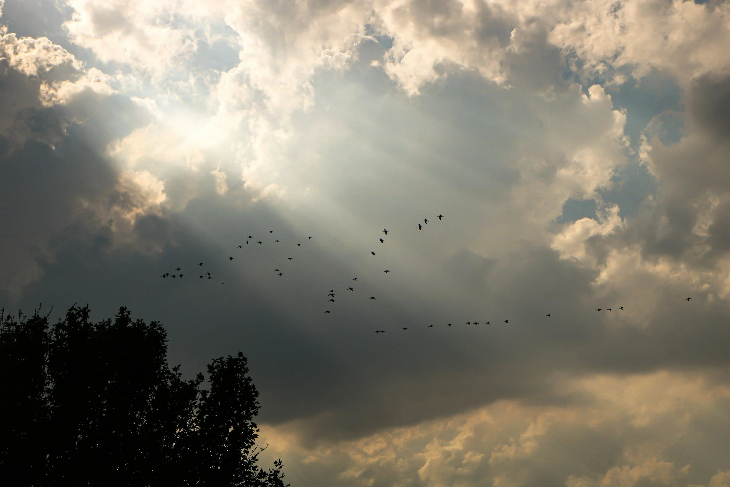 Cloudy sky with sunlight breaking through, and a flock of birds flying above tree silhouettes.