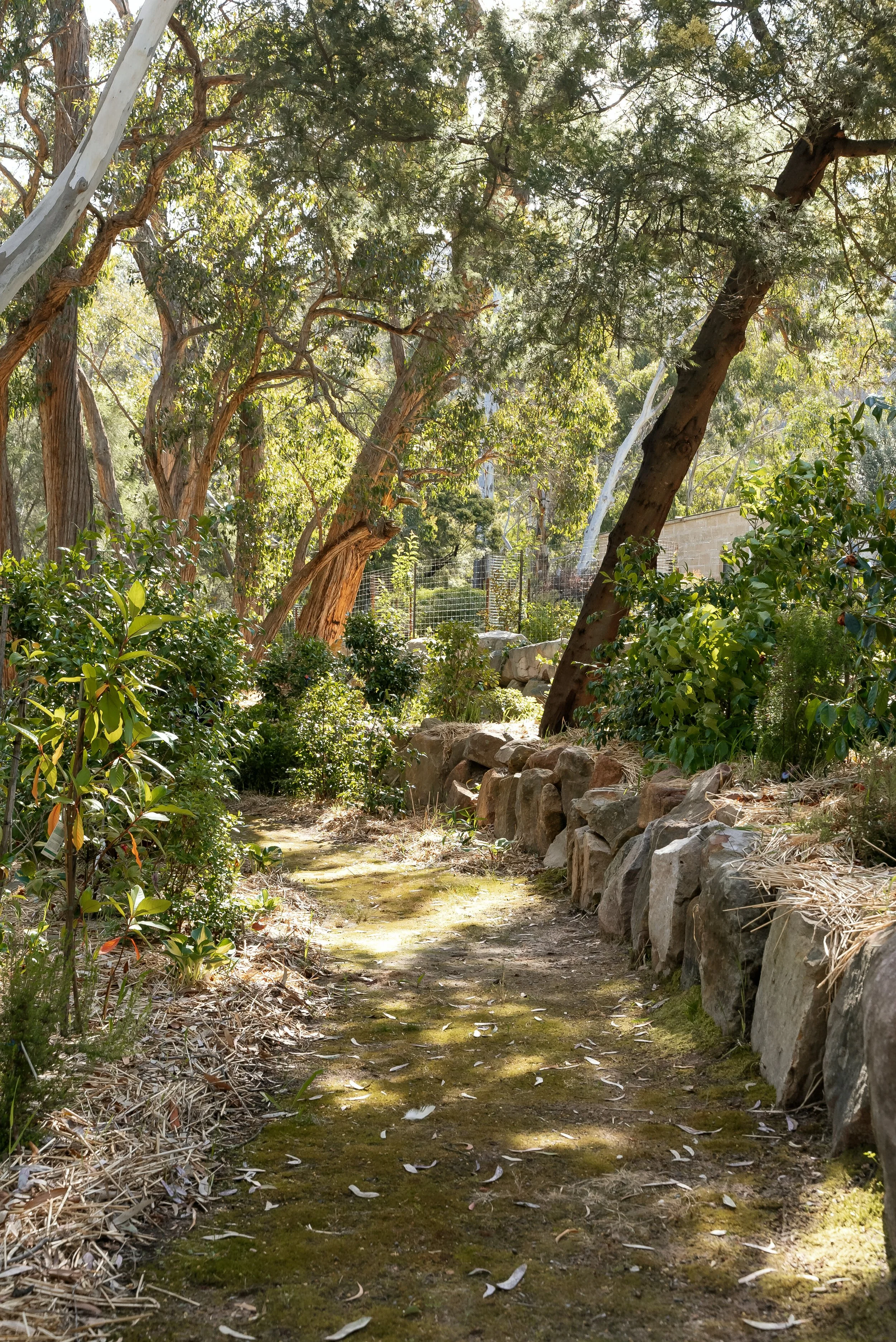 A sunlit natural garden path lined with rocks and dense trees and bushes.