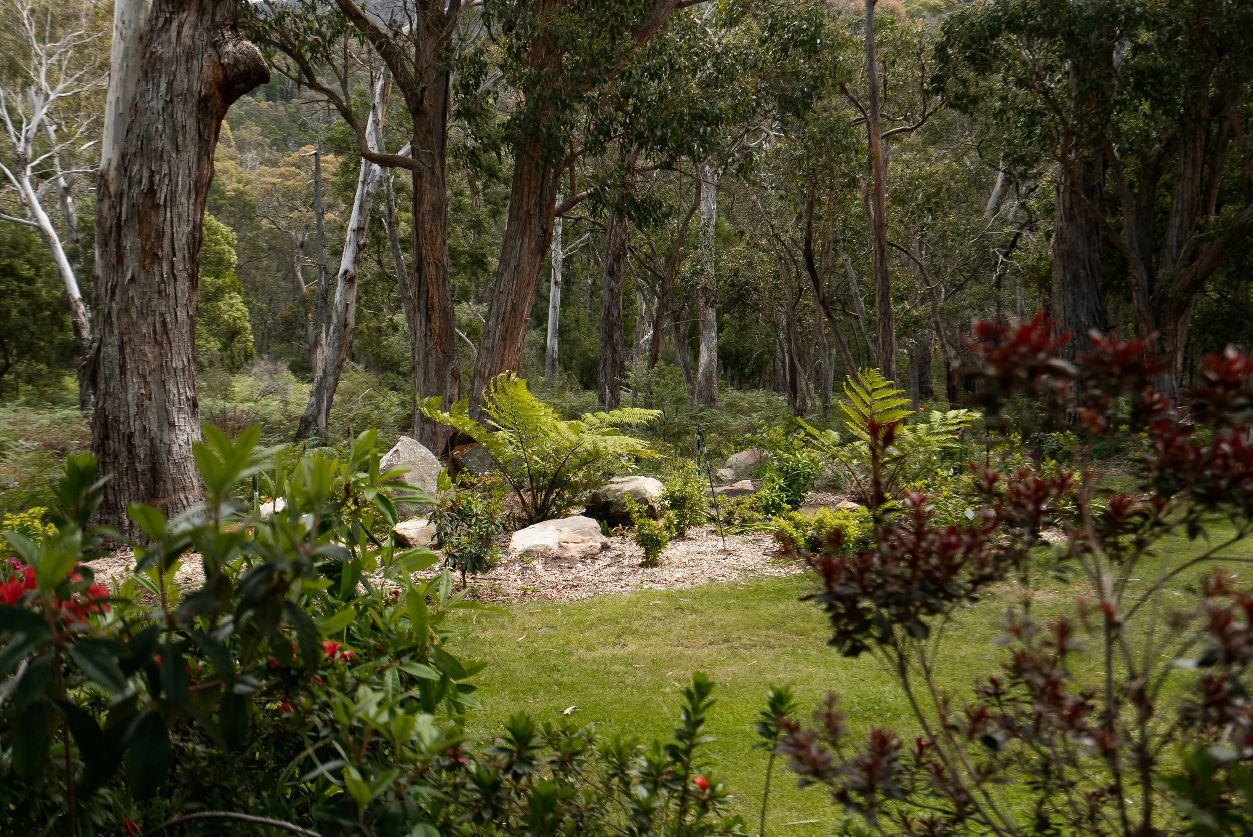 A lush forest scene with tall trees, various green plants including ferns, and a small grassy area with some rocks.