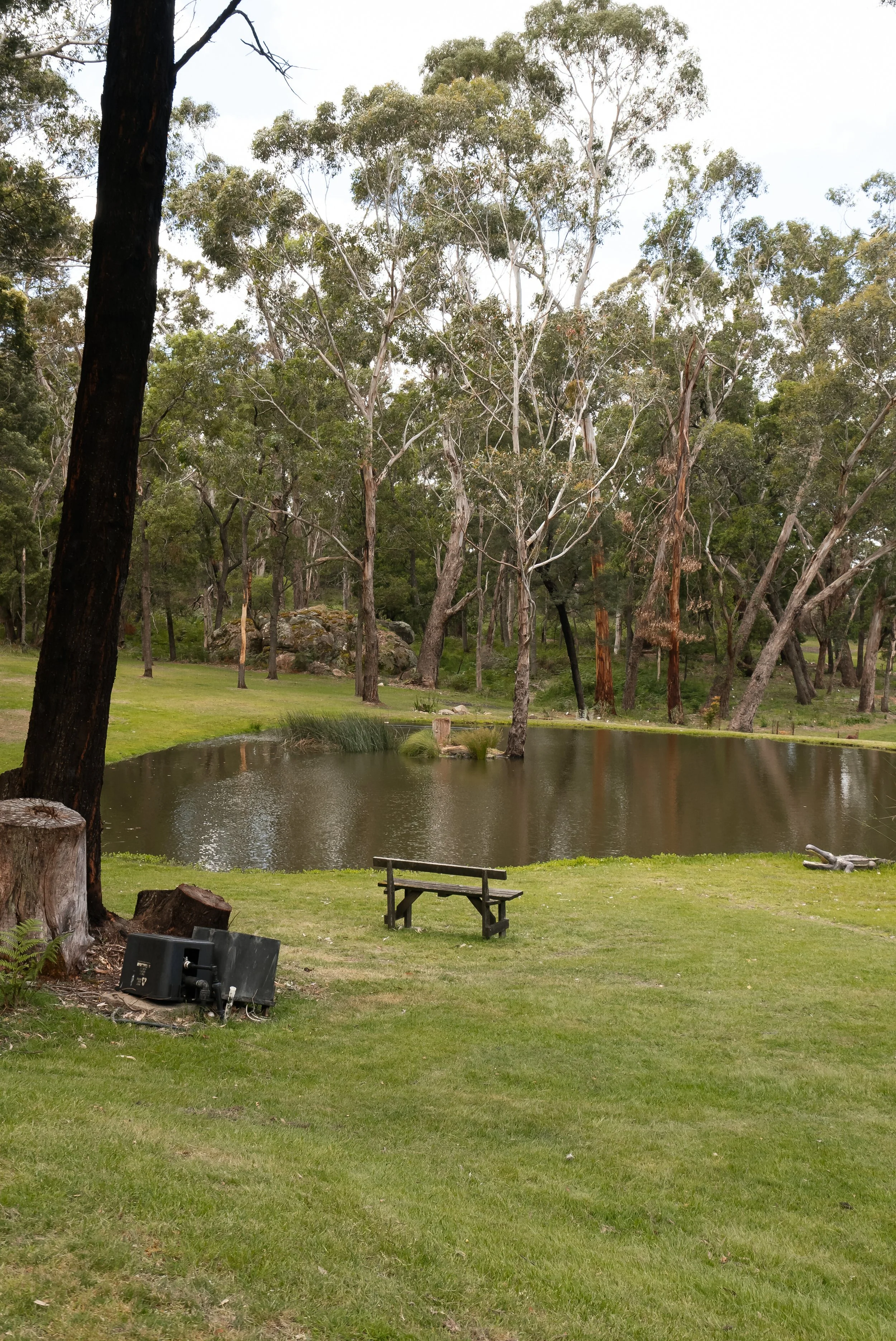 A peaceful park with a small pond, a wooden bench, lush green grass, and tall trees in the background.