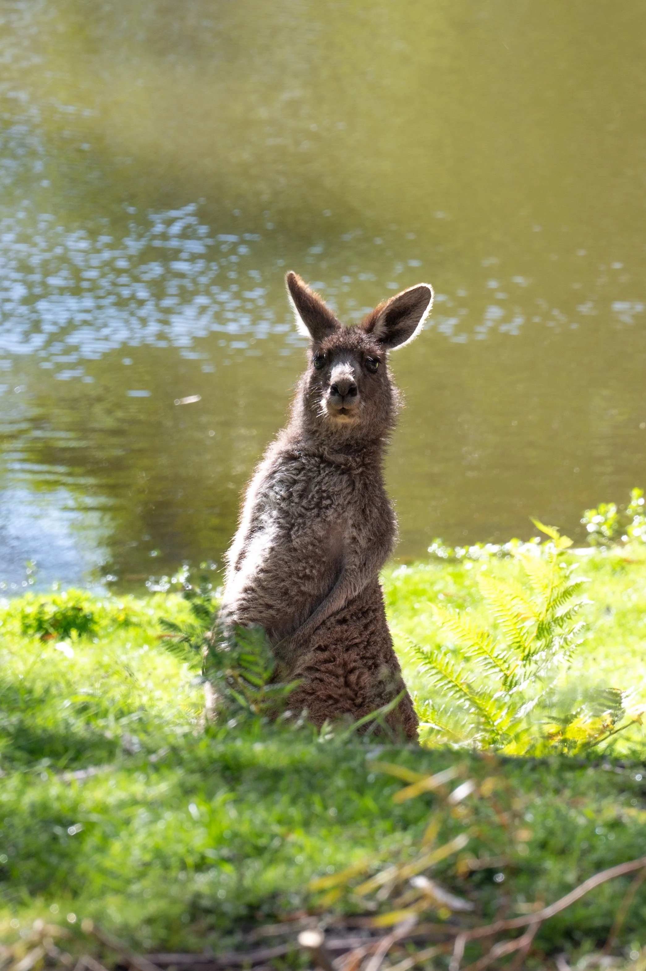 A young kangaroo sitting on grass near a body of water with green foliage.
