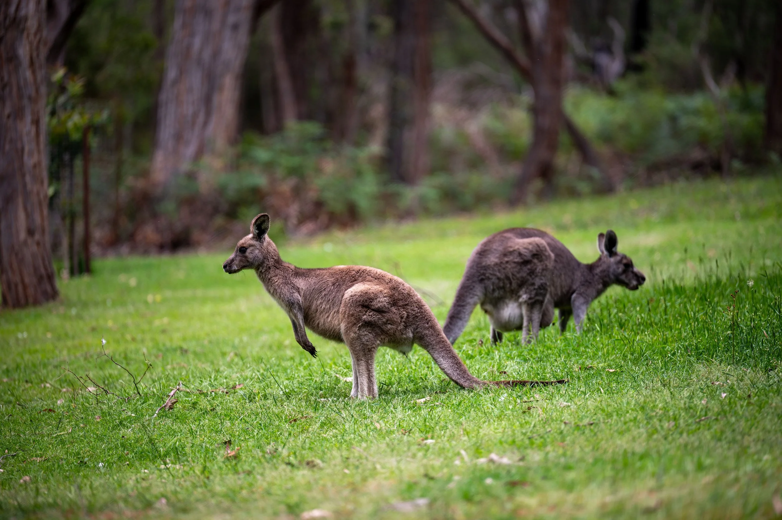 Two kangaroos standing on grassy field in a wooded area.
