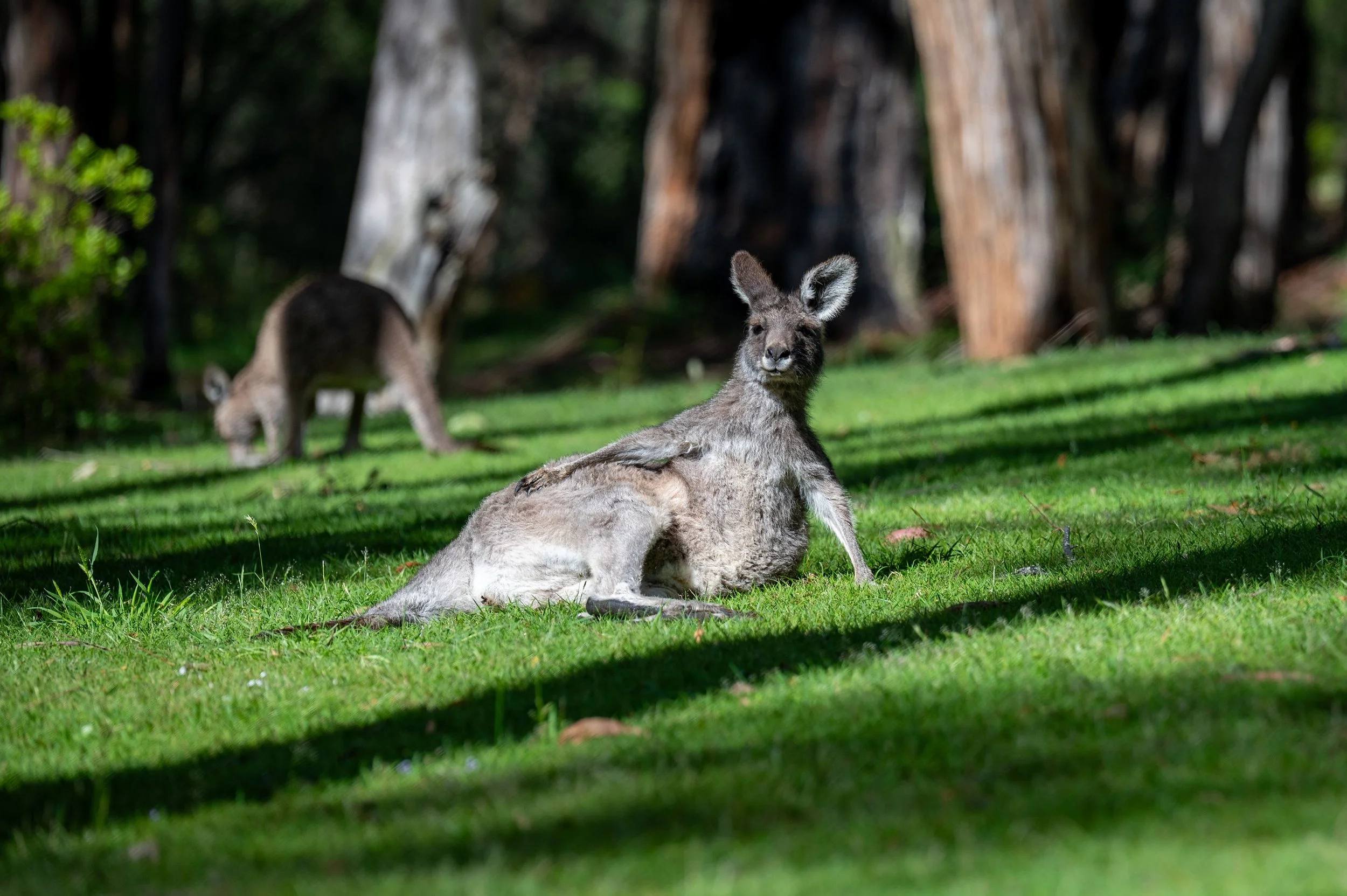 A relaxing kangaroo lying on the grass with another kangaroo grazing in the background in a forested area.