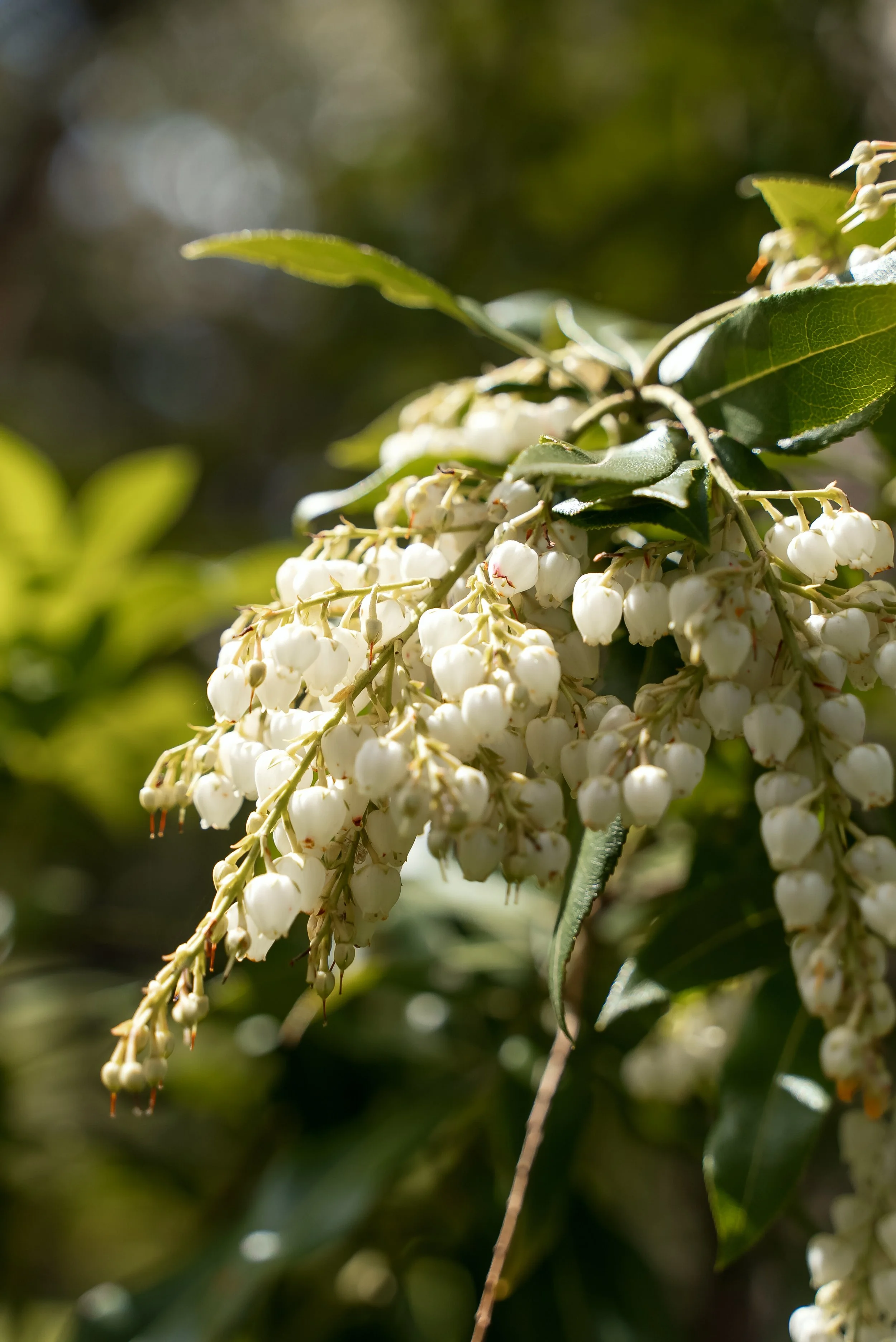 Close-up of white berries hanging from a branch surrounded by green leaves.