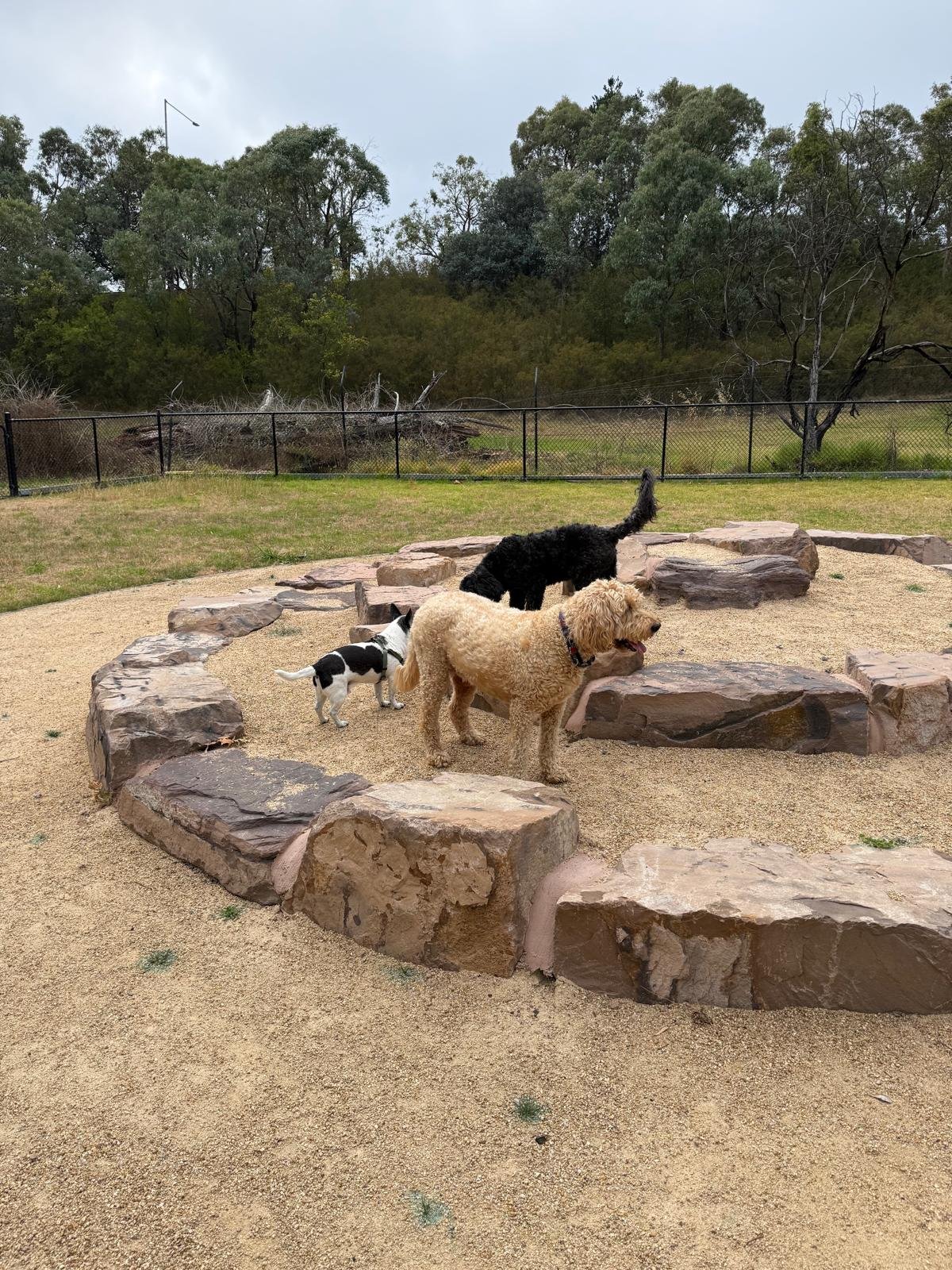 Off Lead fun with @woofandwalk.org #dogwalkingmelbourne #dogsmelbourne #dogpark
