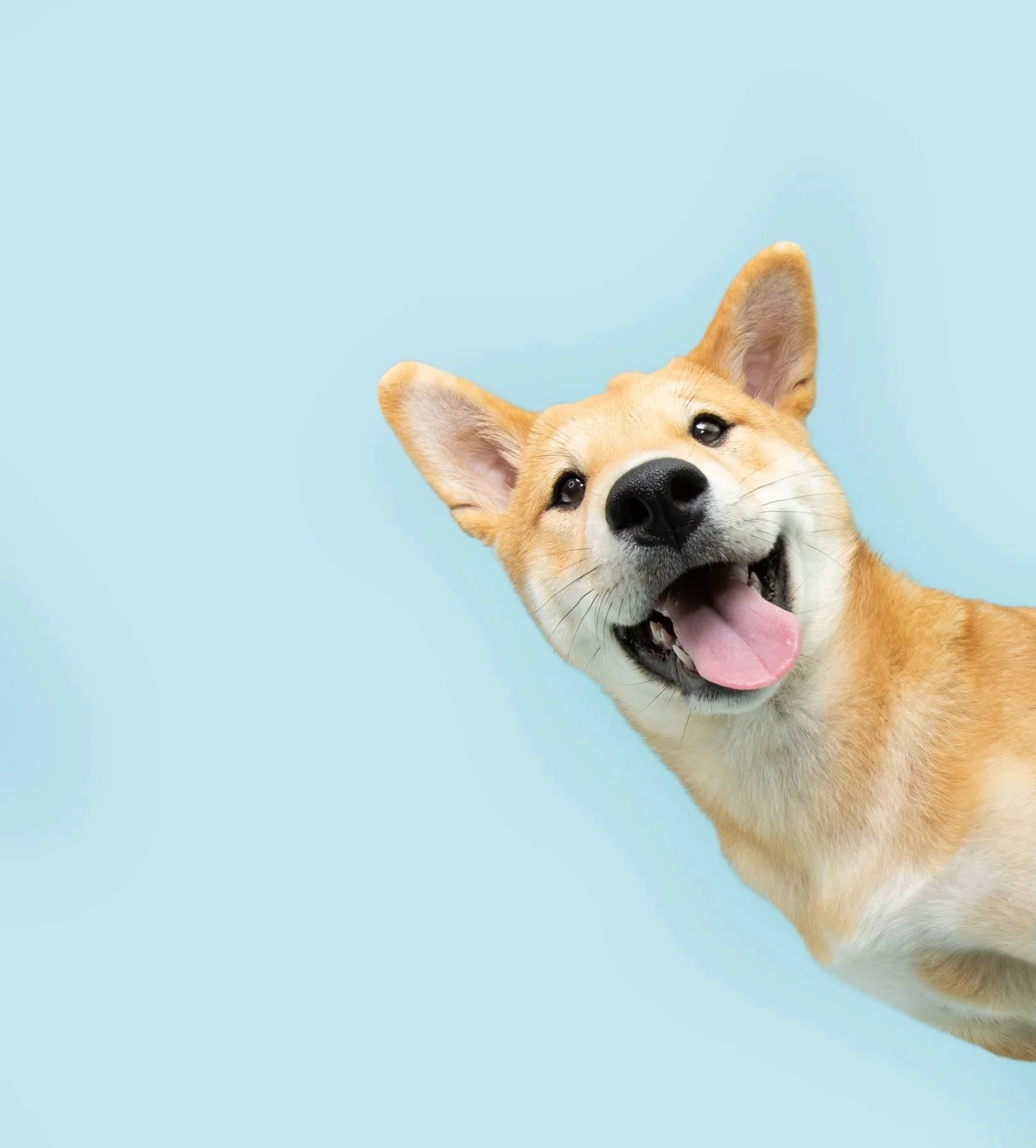 Close-up of a happy, smiling dog with its tongue out against a light blue background.