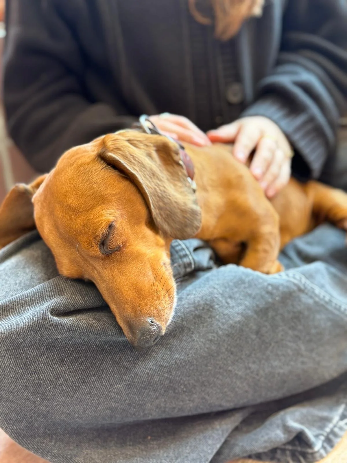 Sleeping brown dachshund puppy resting on a person's lap, with a person gently petting it.