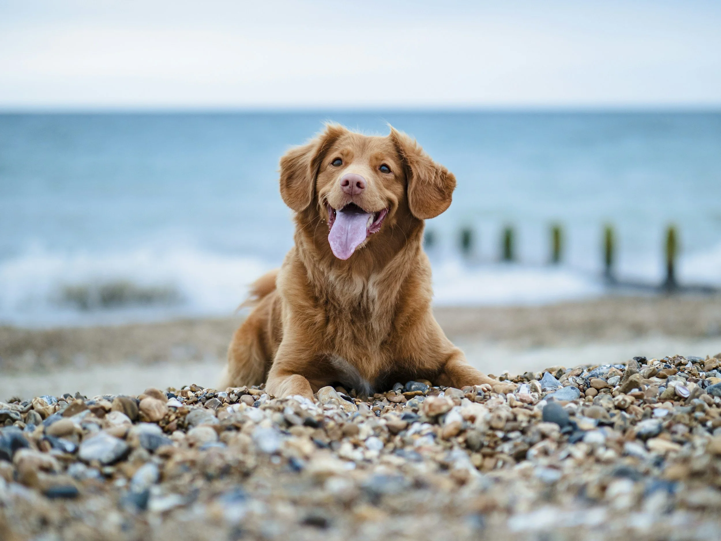 A happy brown dog laying on a rocky beach with the ocean and wooden posts in the background.
