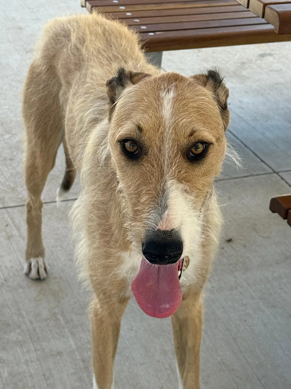 Close-up of a tan and white dog with pointy ears, tongue out, standing on concrete near wooden benches.
