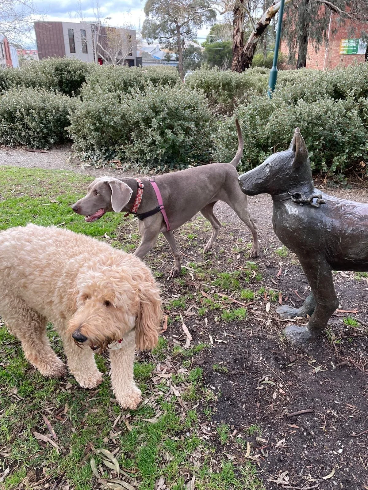 Off Lead fun with @woofandwalk.org #dogwalkingmelbourne #dogsmelbourne #dogpark