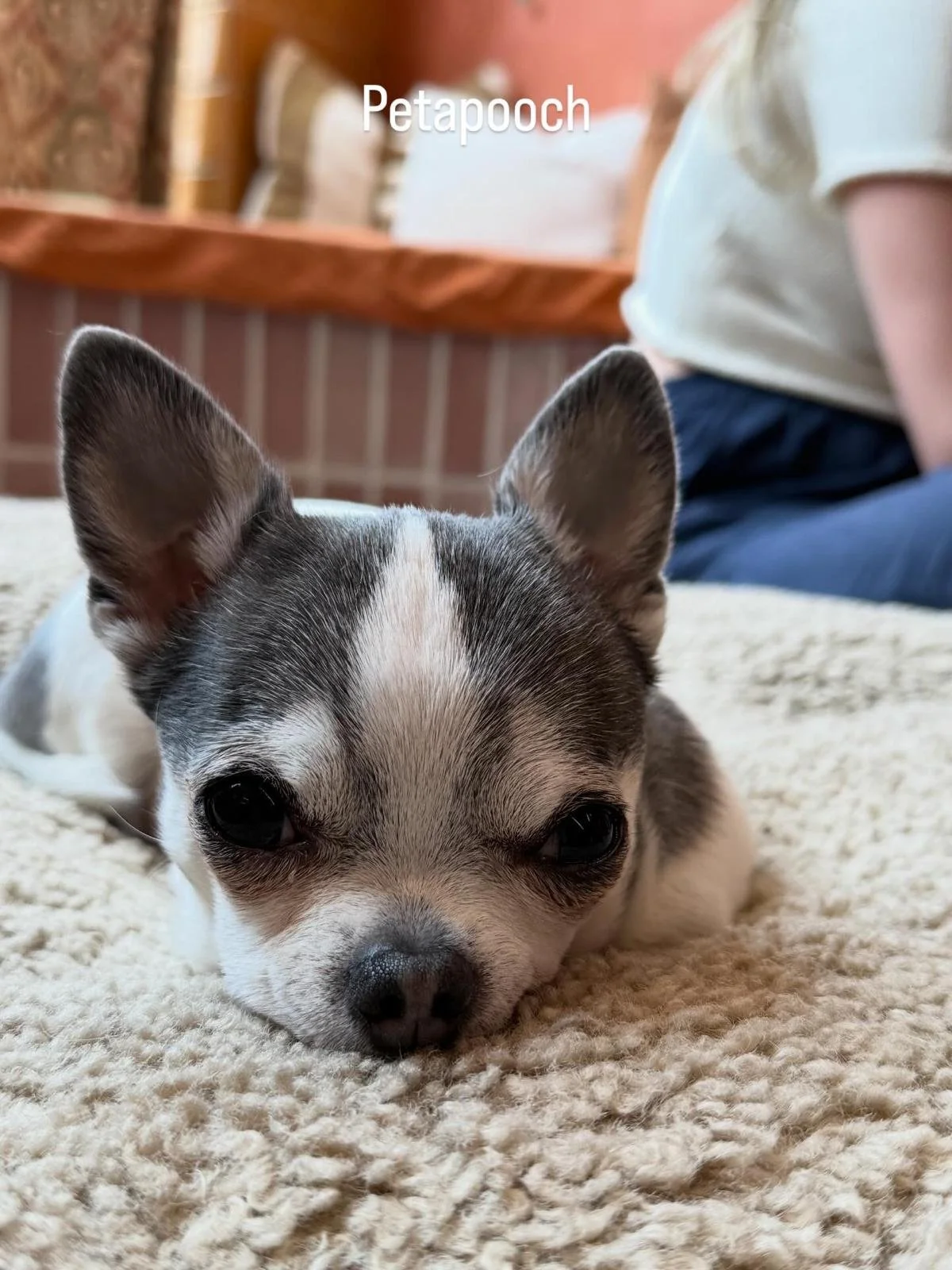 Rests and cuddles with our petsitting service #dogsittingmelbourne, #dogsmelbourne, #dogwalkingmelbourne