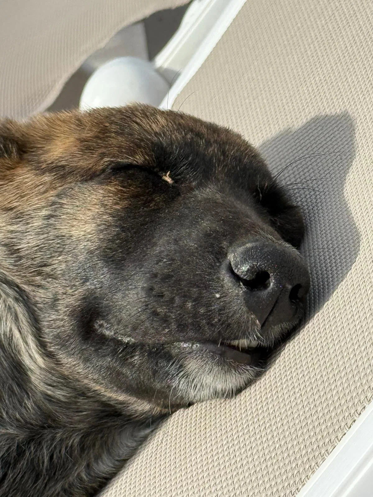 A place to relax #petsittingmelbourne #dogwalkingmelbourne #petservices