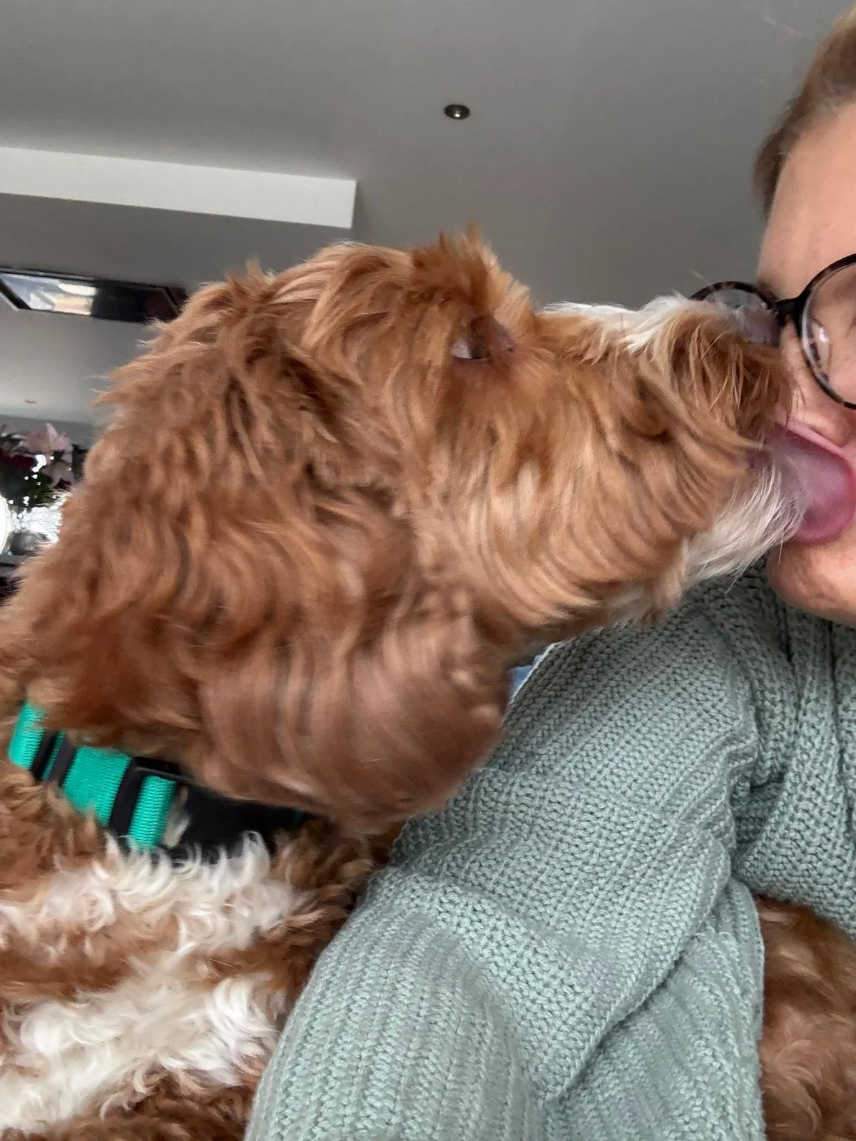 Dogs love woof and walks #woofandwalk.org #dogsittingmelbourne #dogwalkingmelbourne