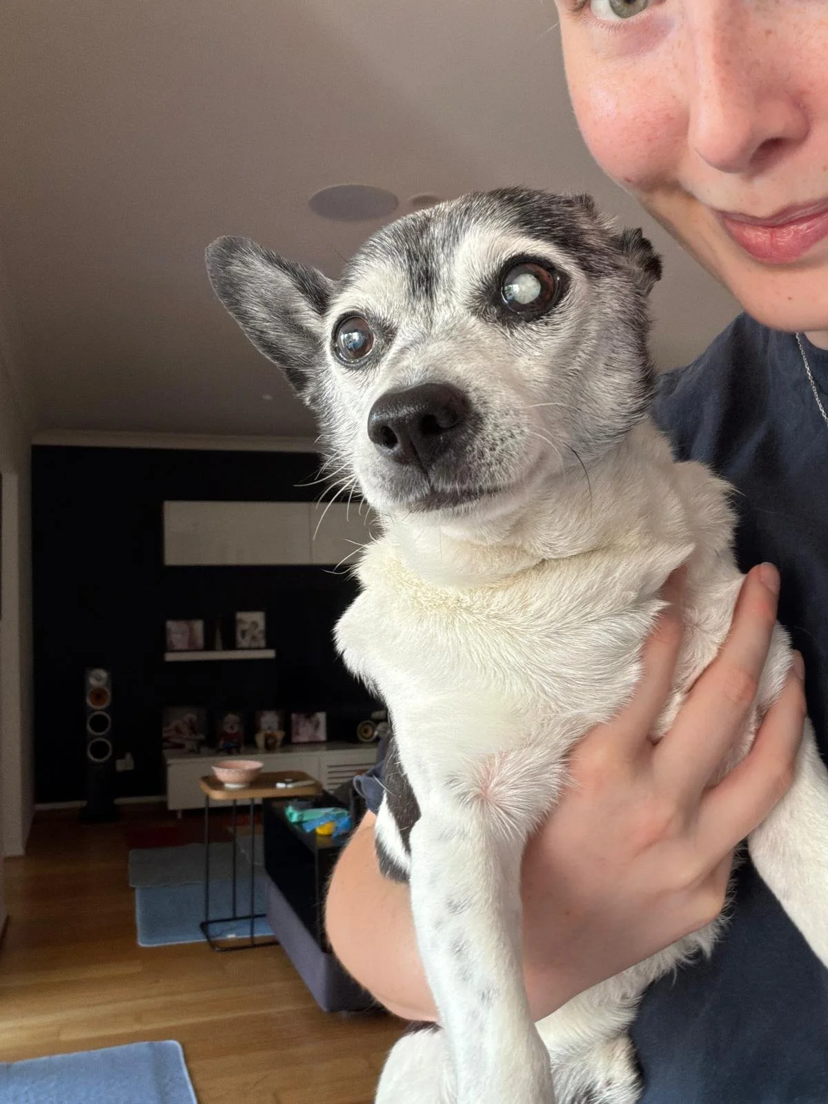 A person holding a small dog with a white and gray coat inside a home. The dog has one cloudy eye and one clear eye, and the person is partially visible with a smile.