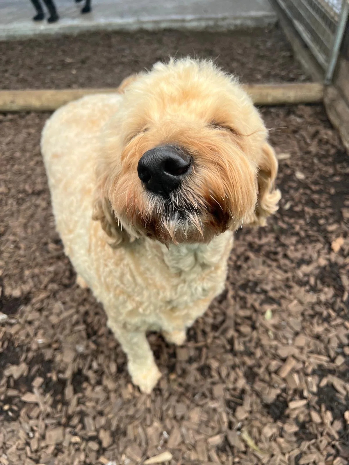 Hapy dogs at Woofandwalk.org @#dogwalkingmelbourne ,#dogsmelbourne #dogparksmelbourne #dogservicesmelbourne