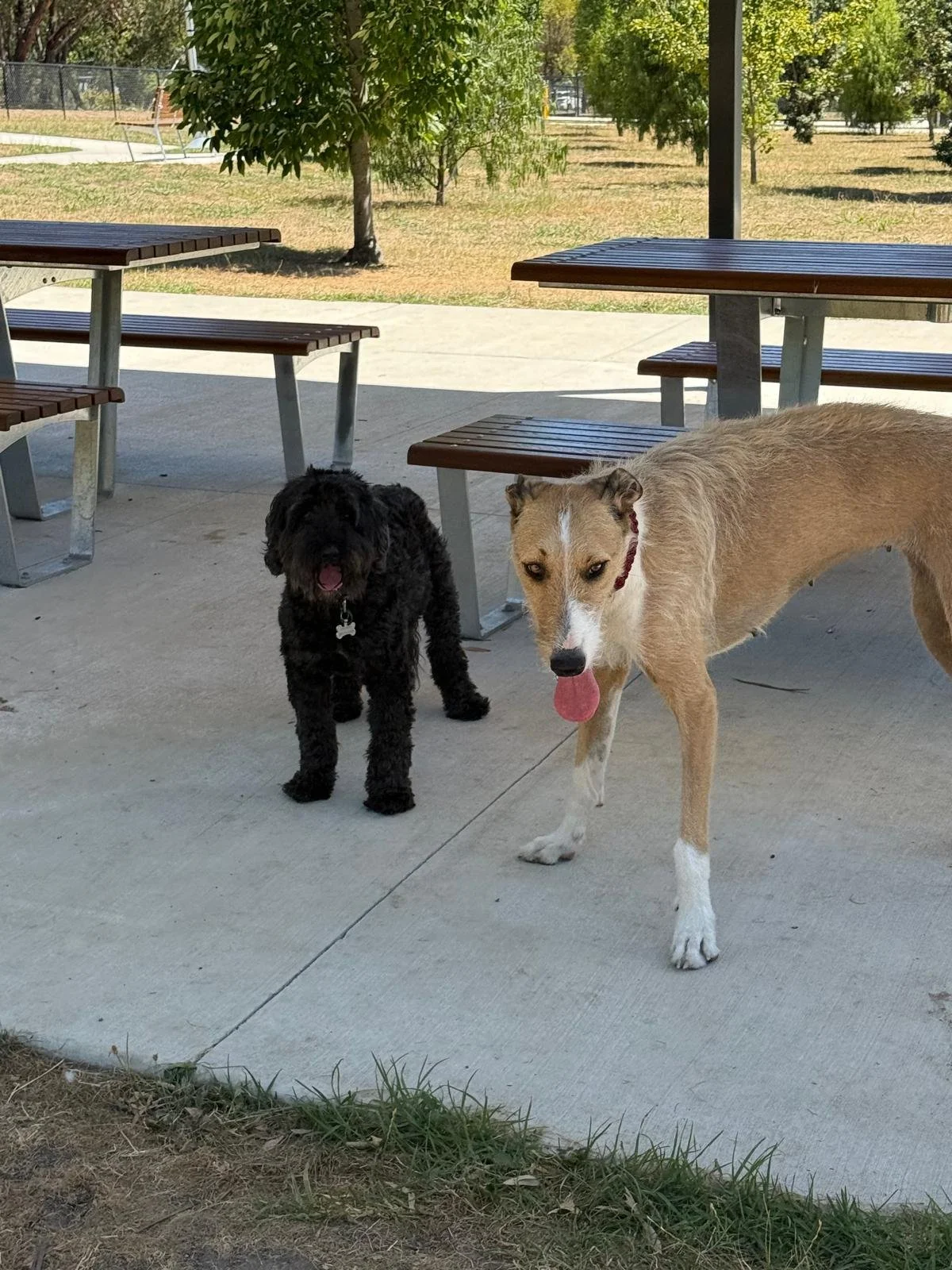 Dogs love our walks. We wlk while you work #dogwalkingmelbourne #Dogsmelbourne