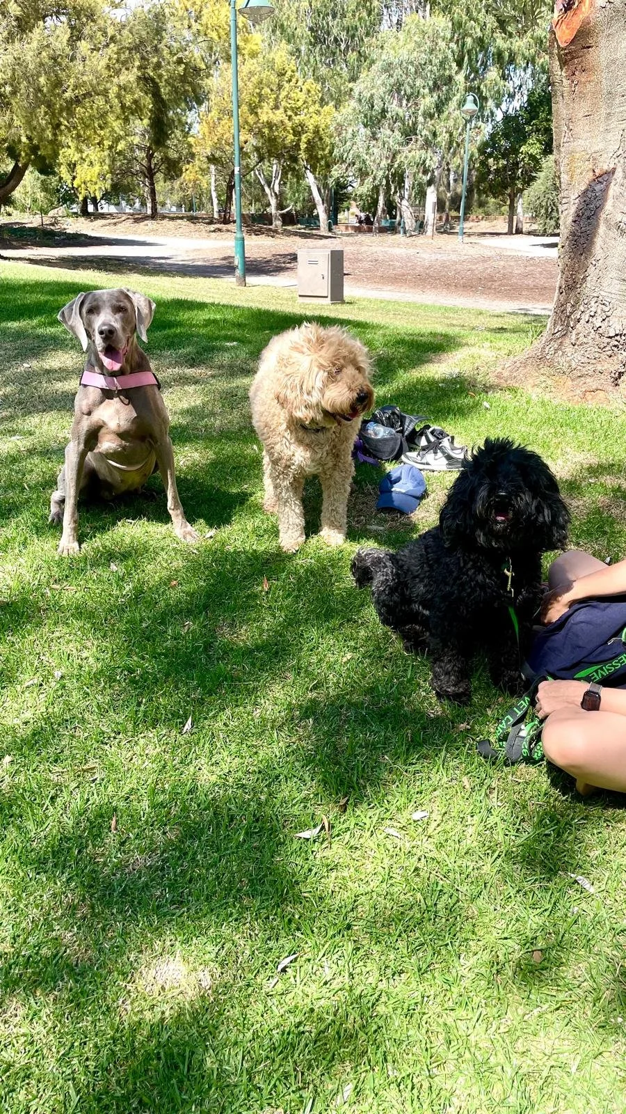 Walks and sniffs #dogwalkingmelbourne #dogsmelbourne #dogparks