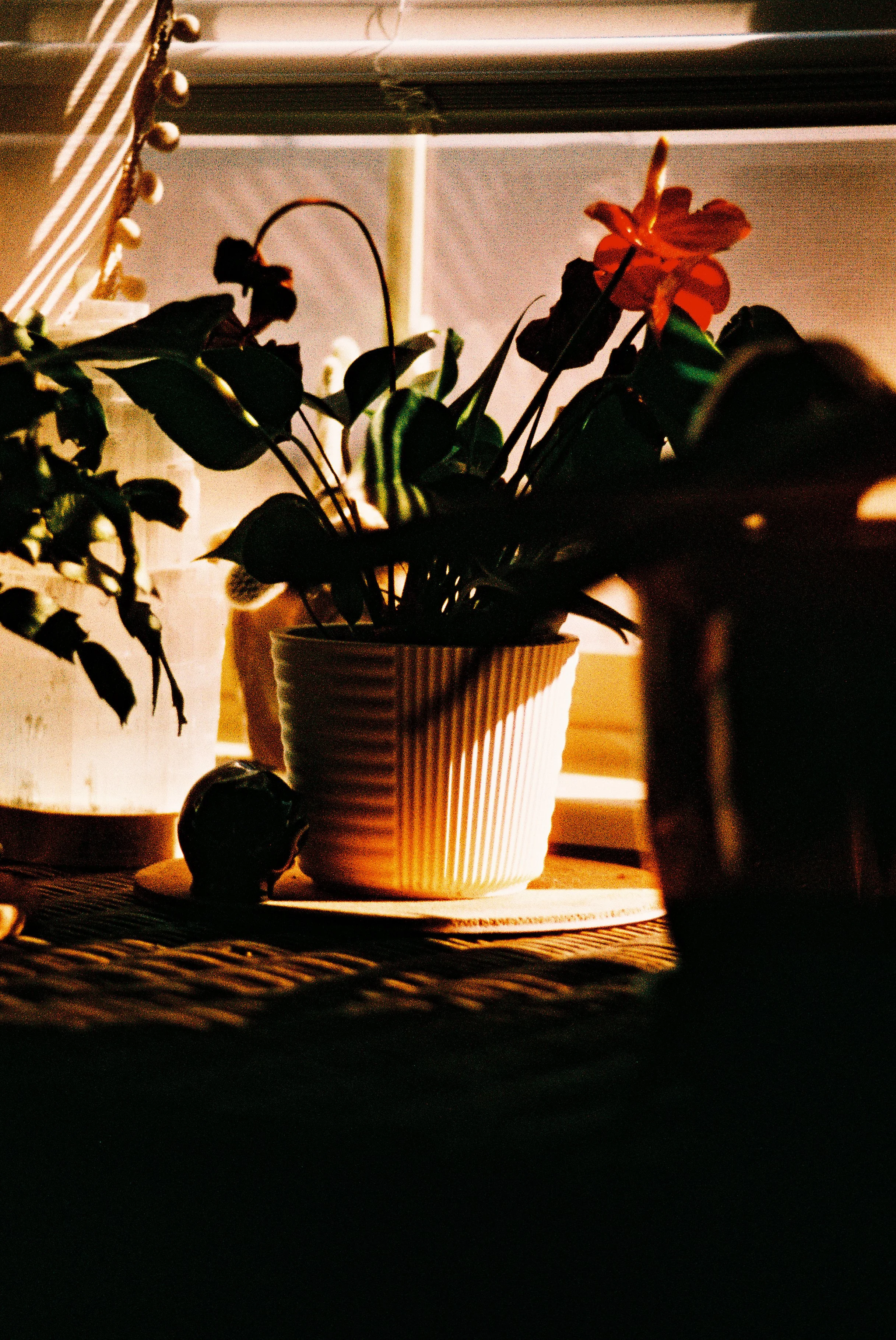 A potted plant with dark green leaves and a single orange flower, placed on a woven placemat on a wooden surface. The background includes the edge of a window and some horizontal blinds.