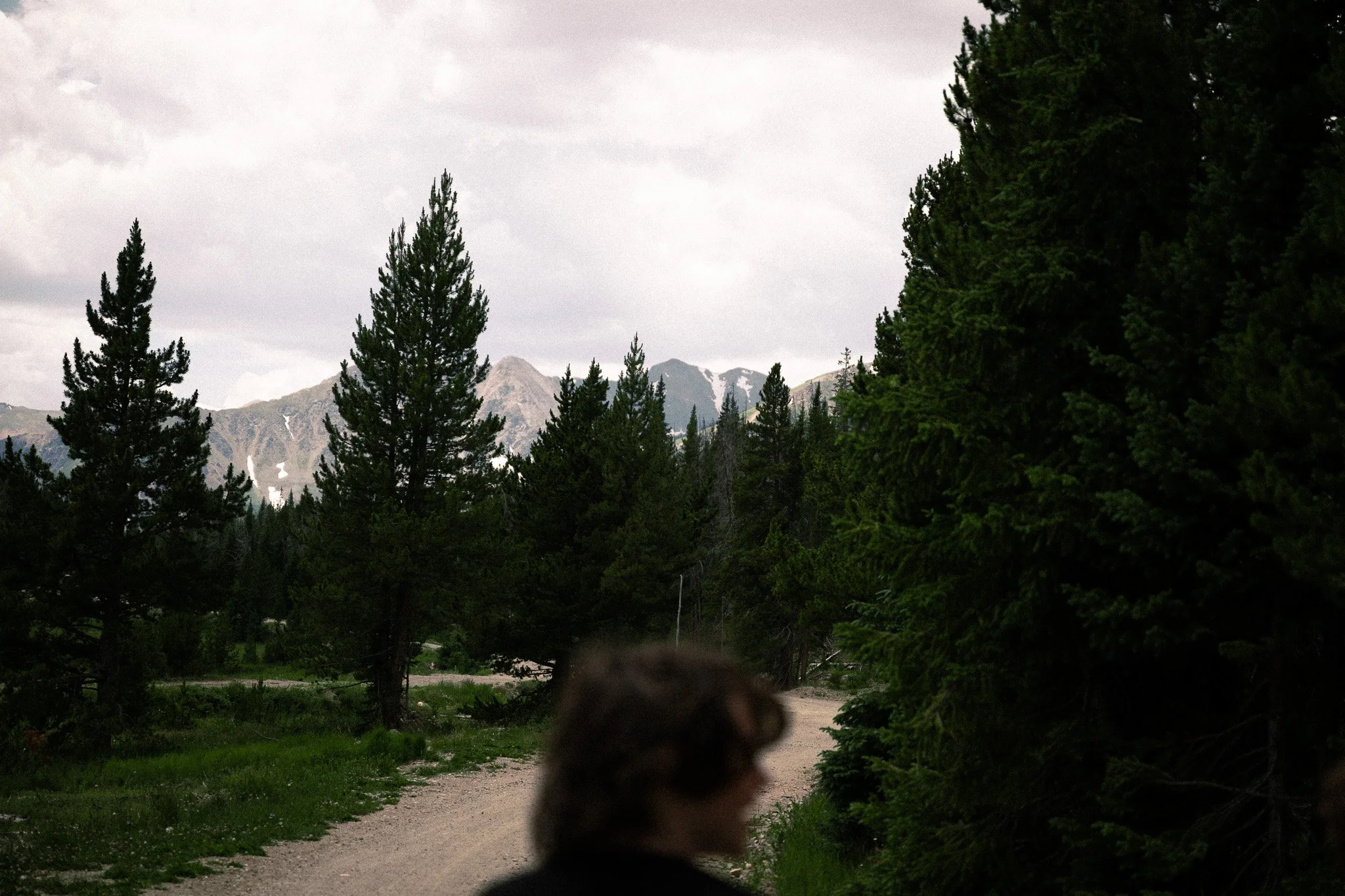A blurry image of a landscape with trees, mountains in the background, and a cloudy sky. The foreground features a dog, partially visible and out of focus.
