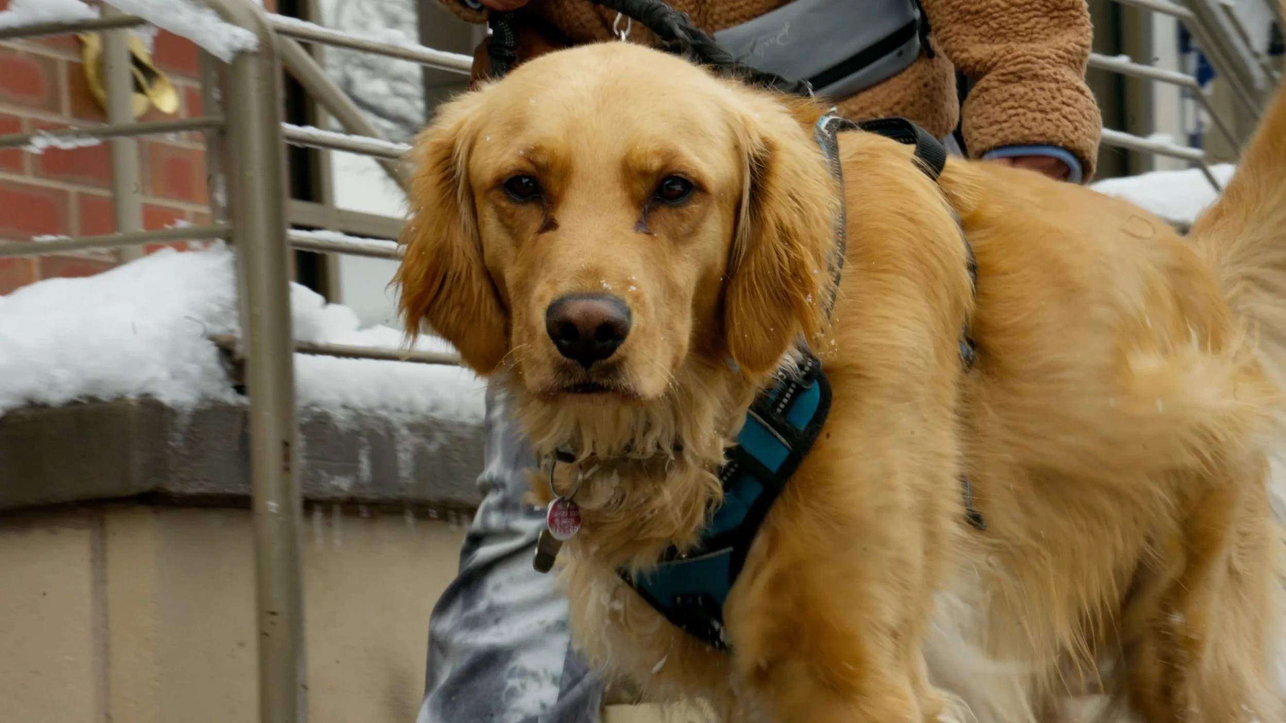 A golden retriever dog with a harness standing outdoors in a snowy setting next to a person wearing a brown jacket.