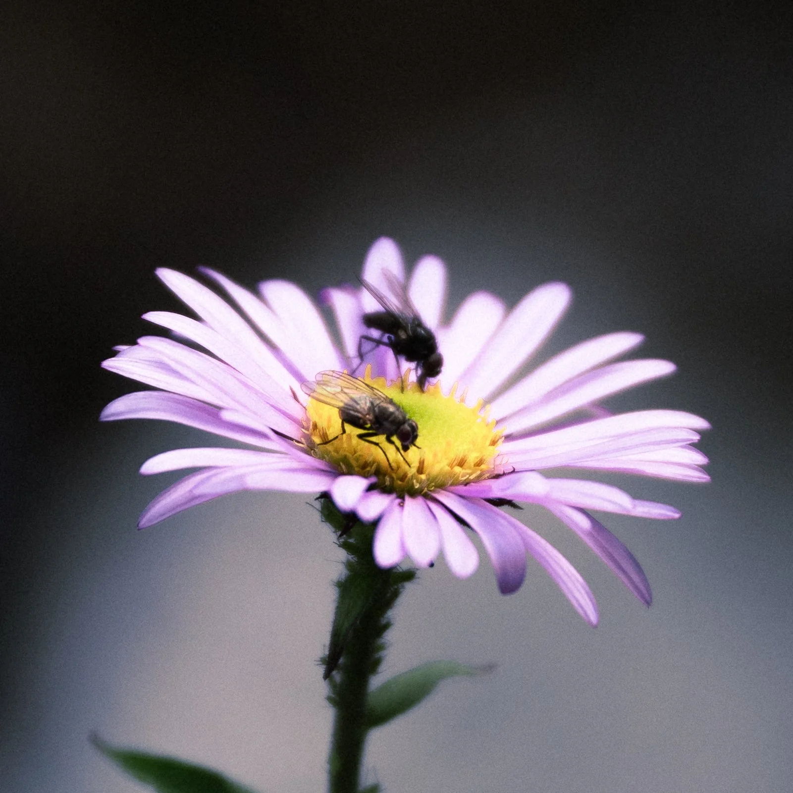 Close-up of a purple flower with two bees on its yellow center