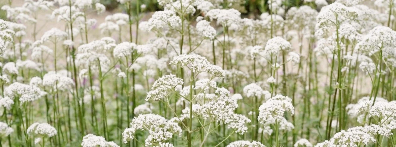 White flowering plants with green stems in a garden or field setting.