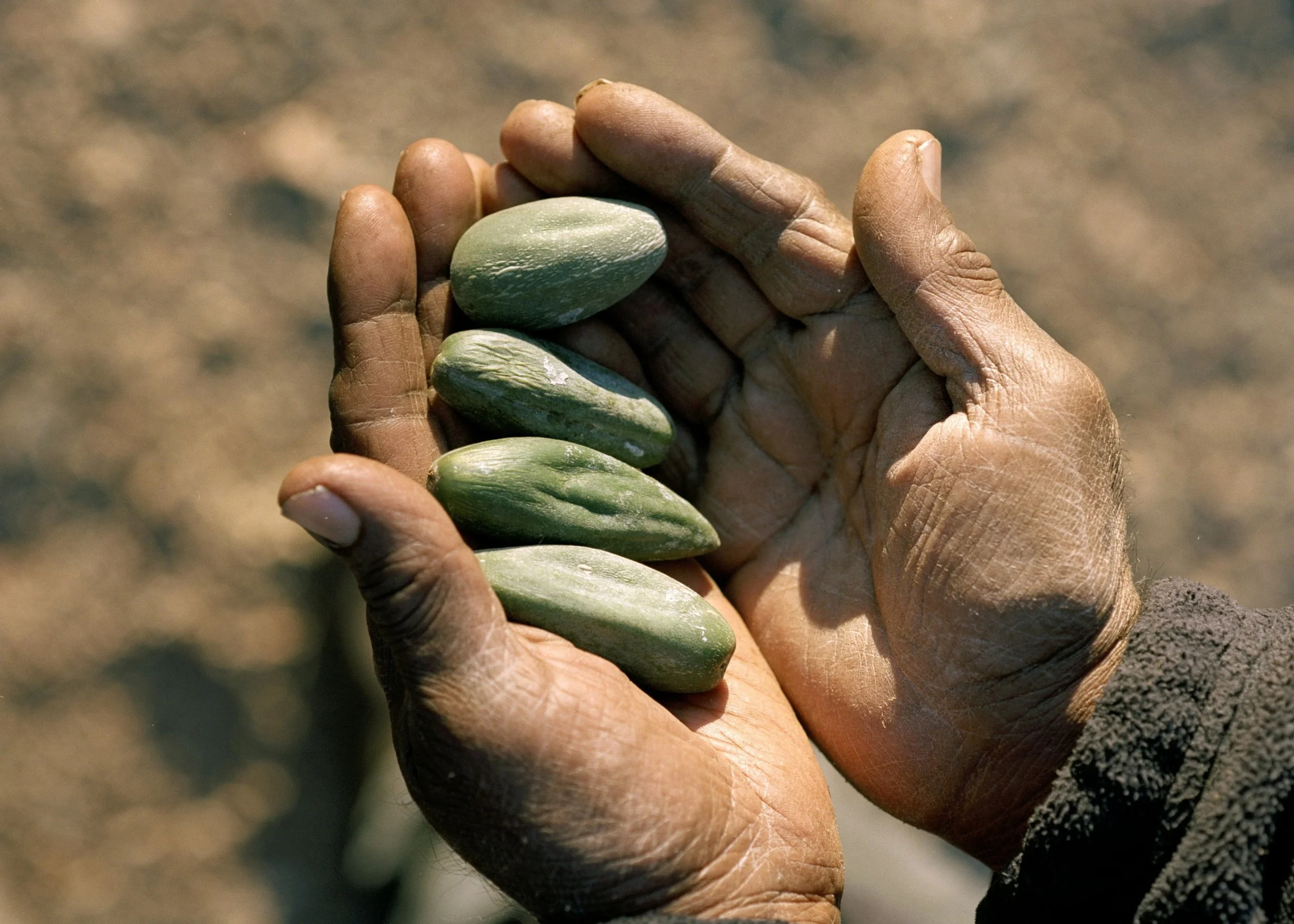 bush medicine - Copy.jpg