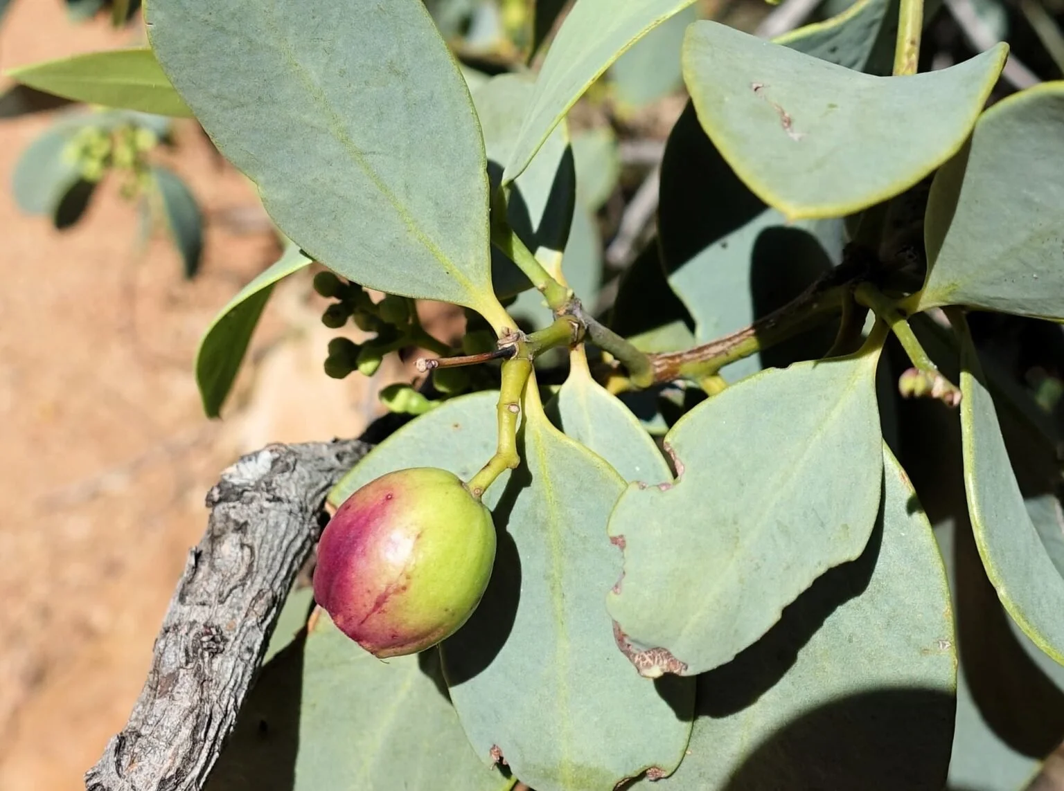 bush-plum-santalum-lanceolatum-pic 3.jpg