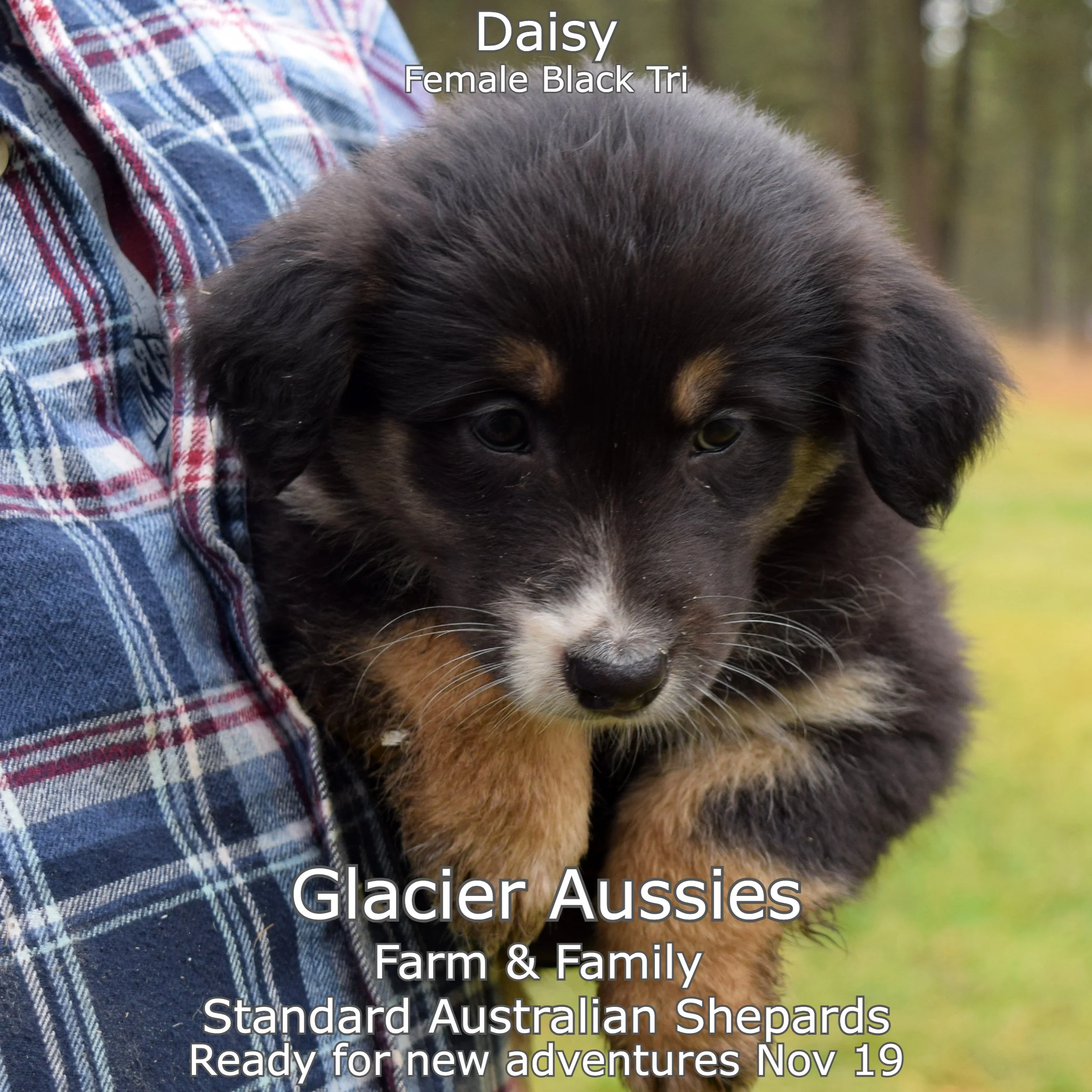 wk6 Daisy 1.jpg