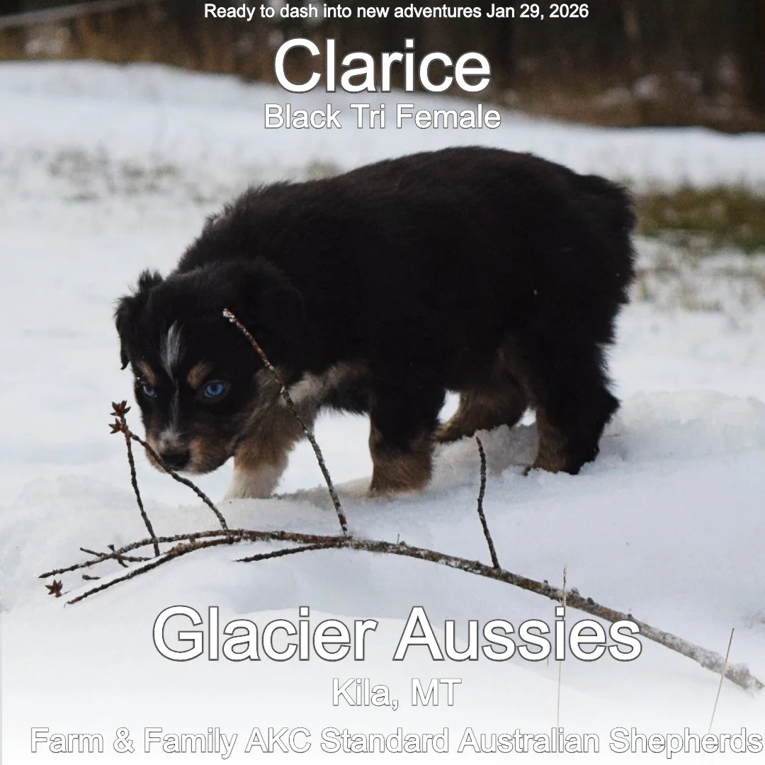 Jan 11 Calrice 6.jpg