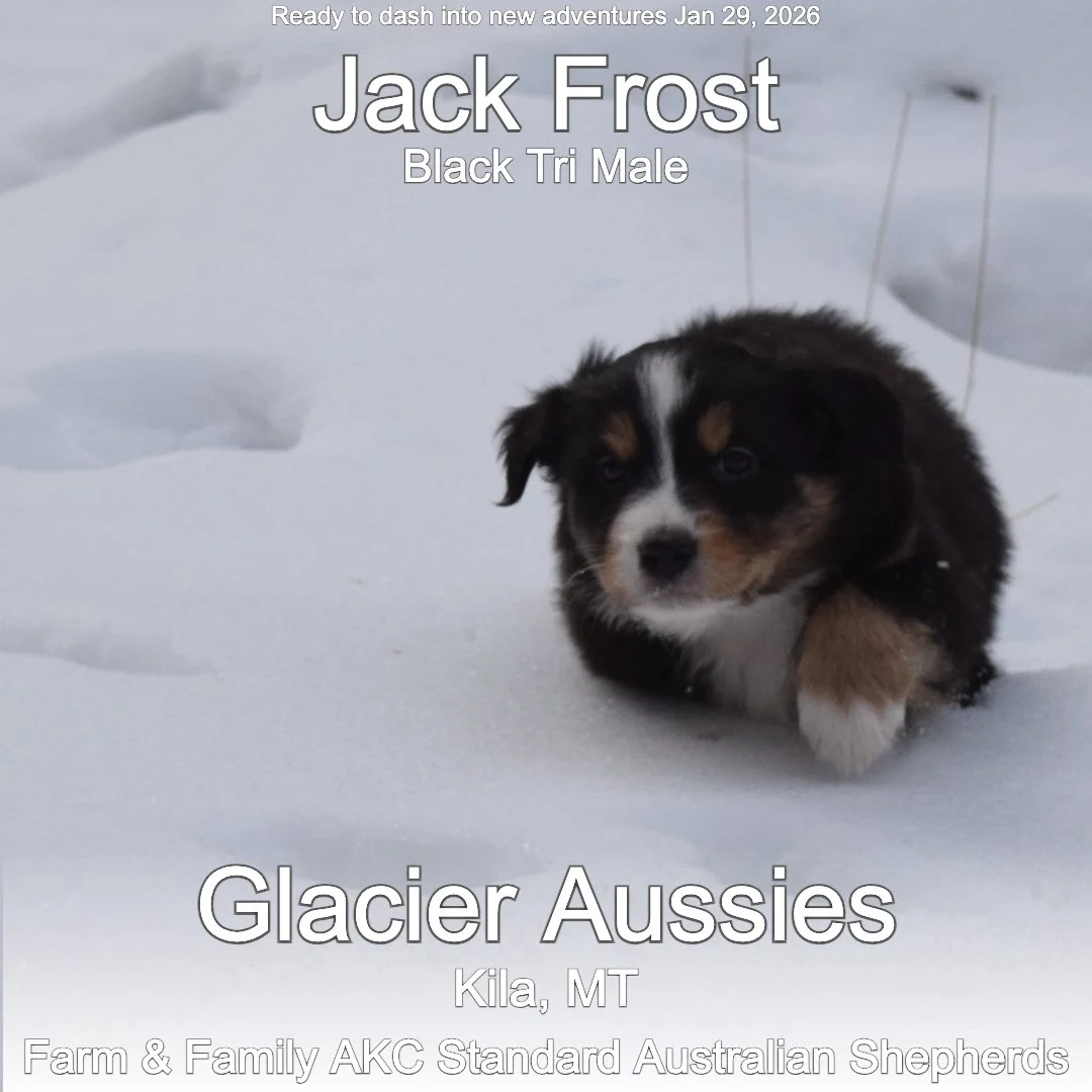 Jan 11 Jack Frost 3.jpg