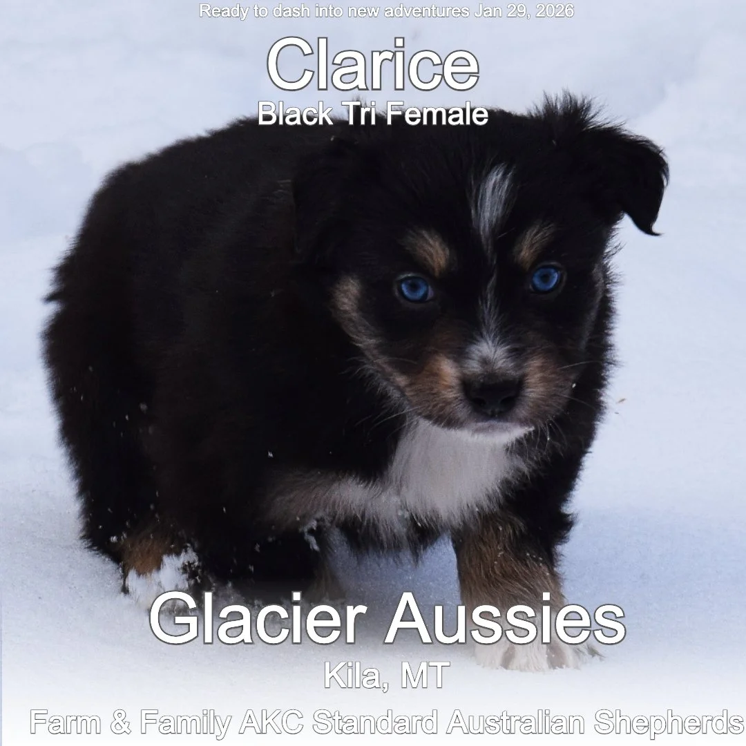 Jan 11 Calrice 8.jpg