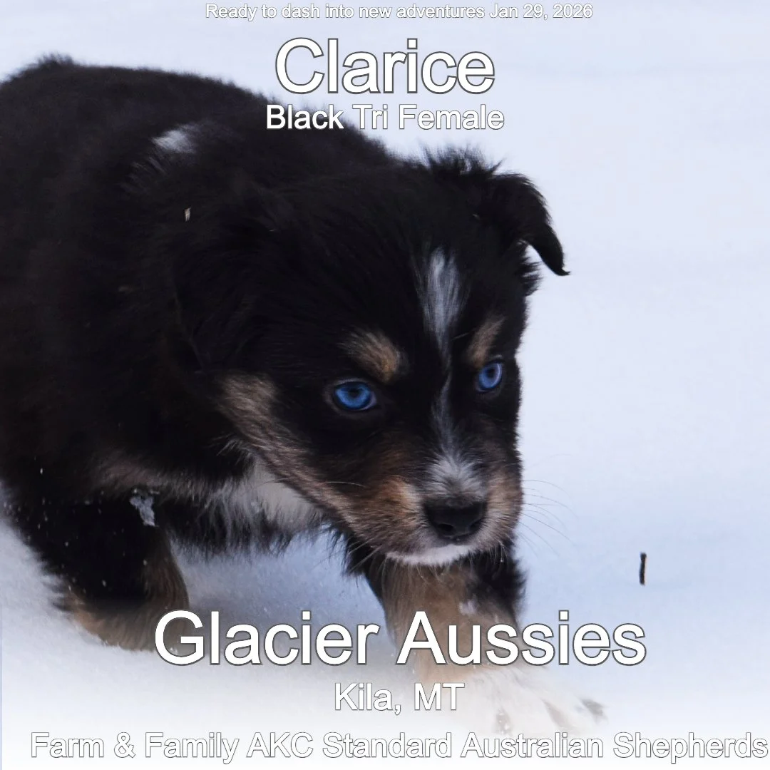 Jan 11 Calrice 7.jpg