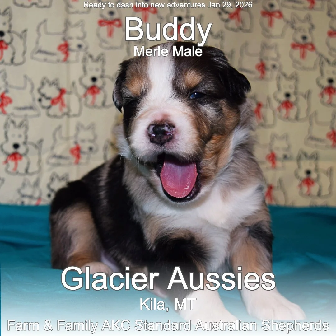 Buddy 03 25-12-25.jpg