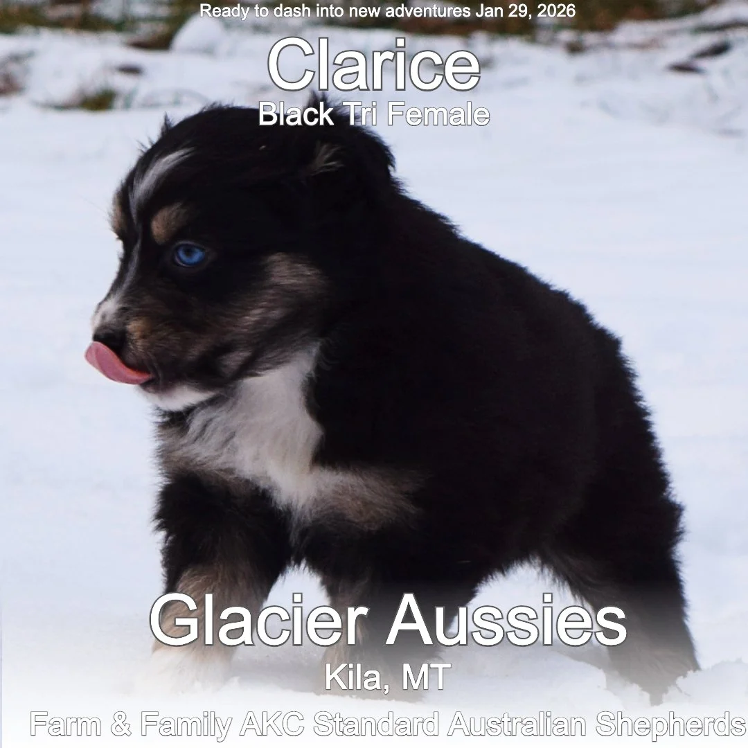 Jan 11 Calrice 10.jpg