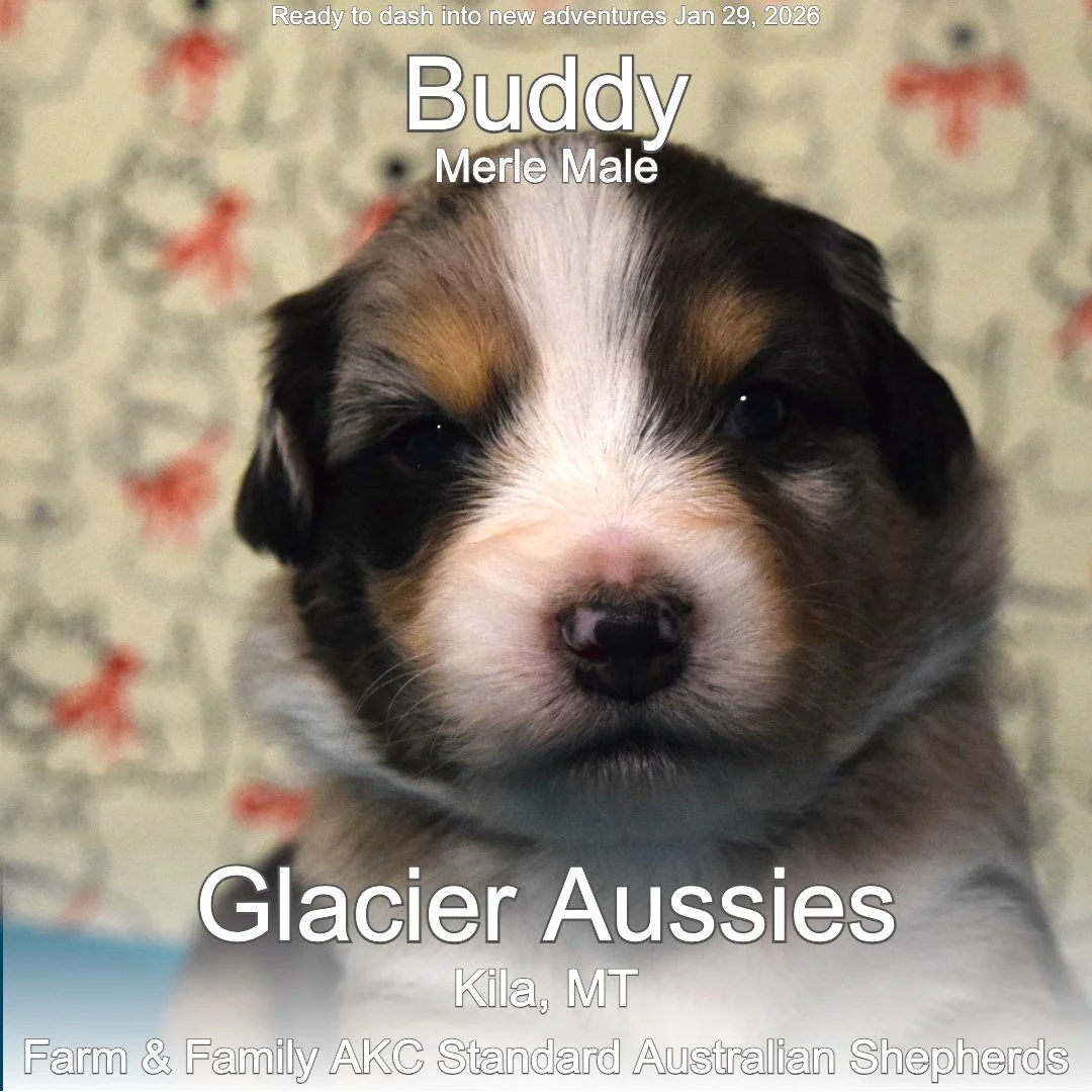 Buddy 04 25-12-25.jpg