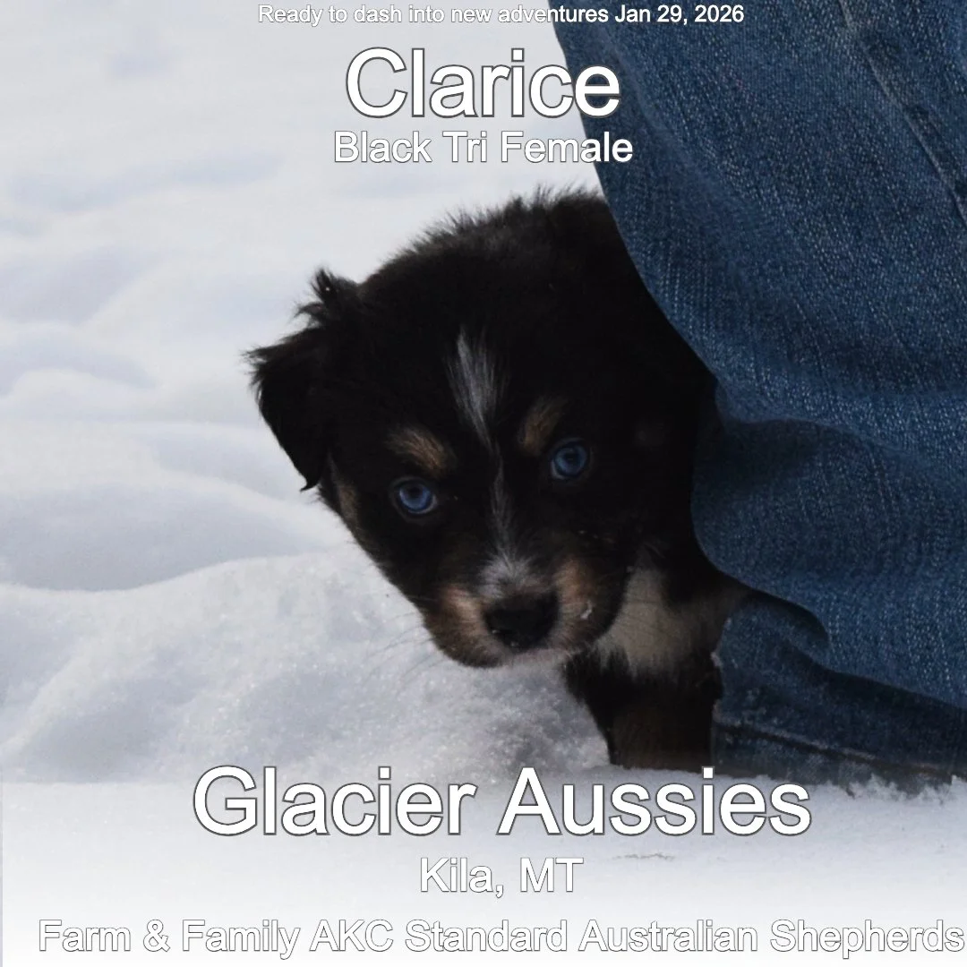 Jan 11 Calrice 4.jpg