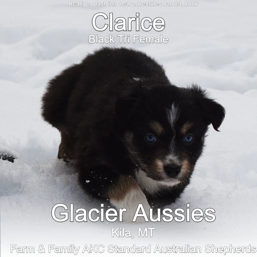 Jan 11 Calrice 2.jpg