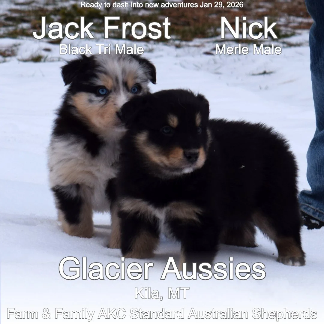 Jan 11 Jack :Nick 1.jpg